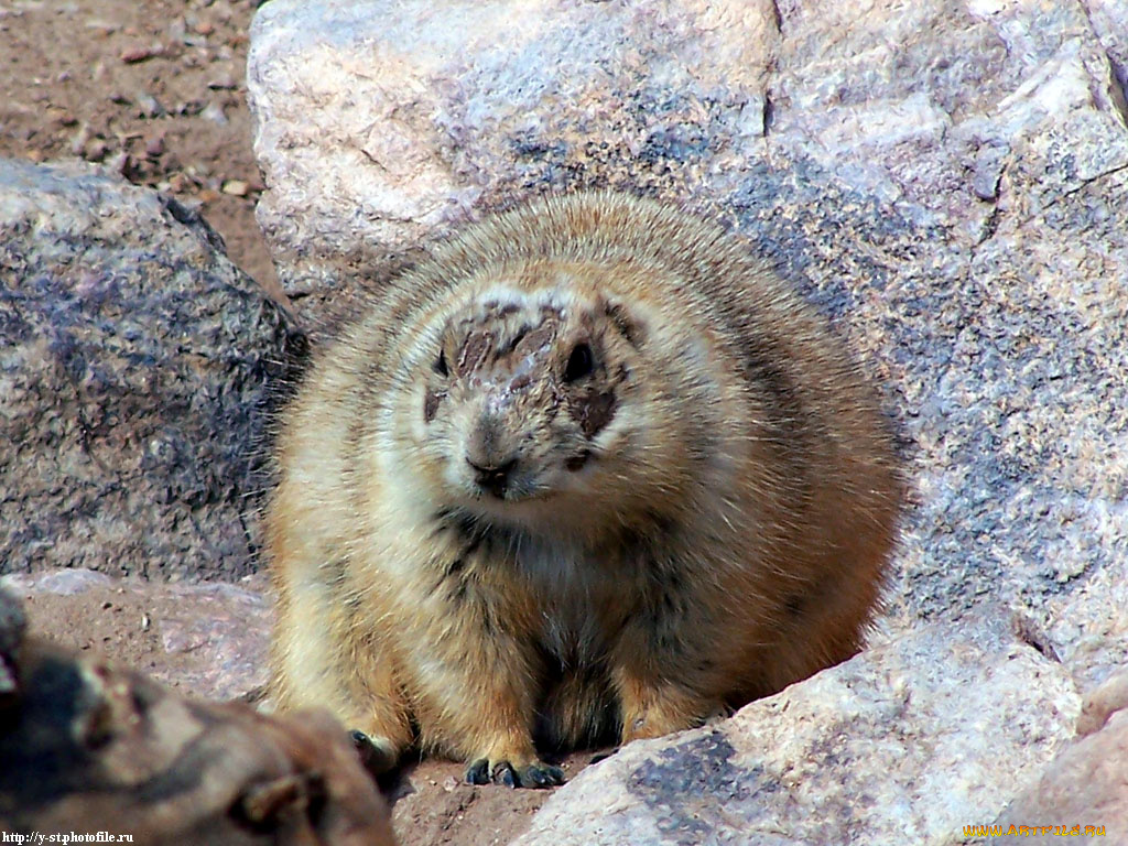 суслик, животные, суслики, сурки