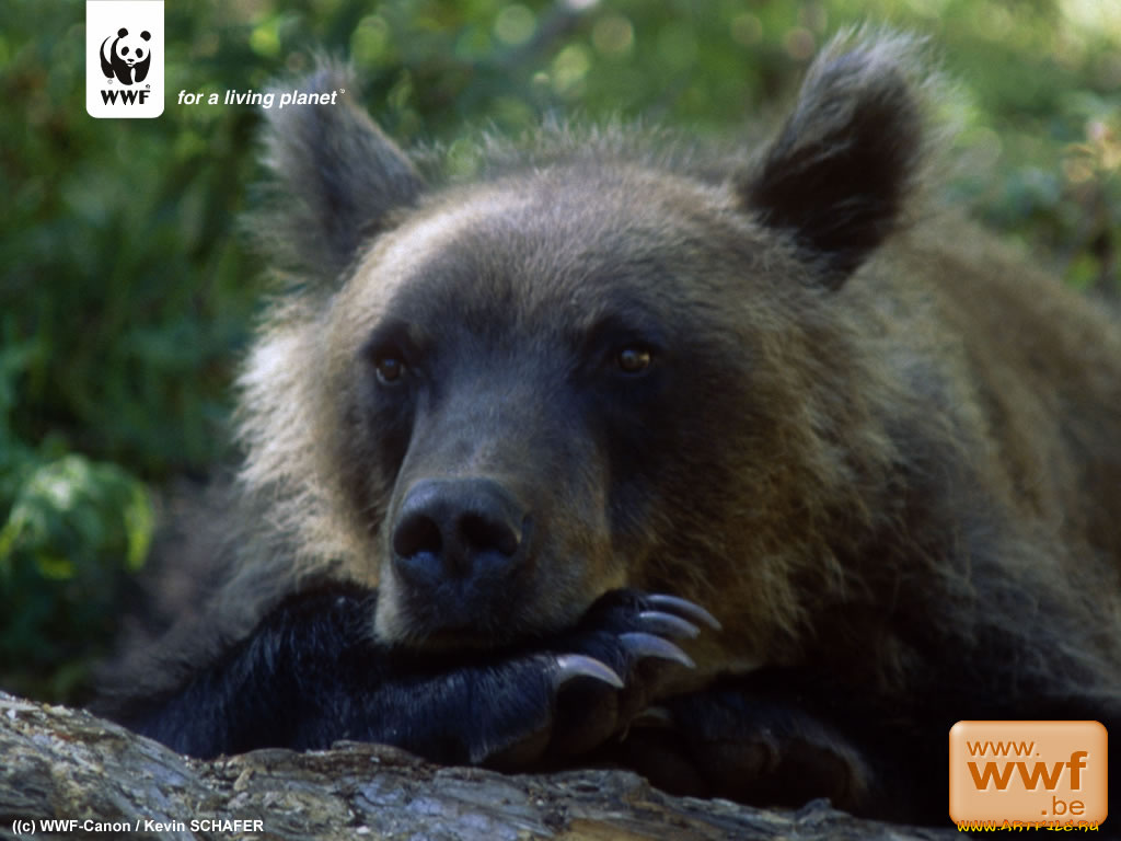 животные, медведи