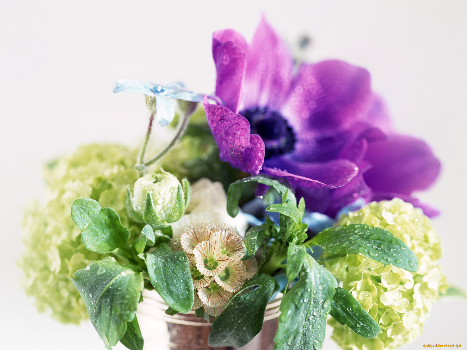 цветы, букеты, композиции