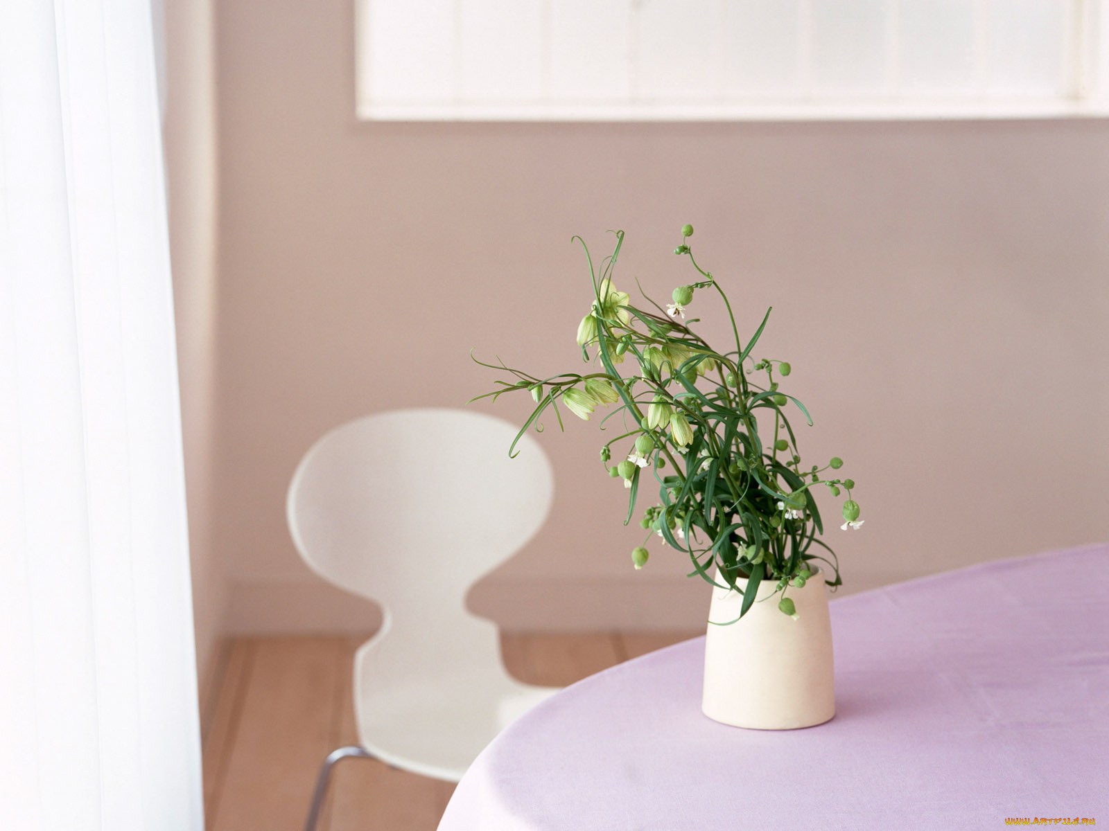 цветы, луговые, полевые