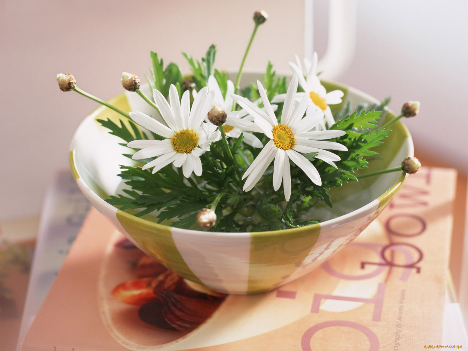 цветы, ромашки