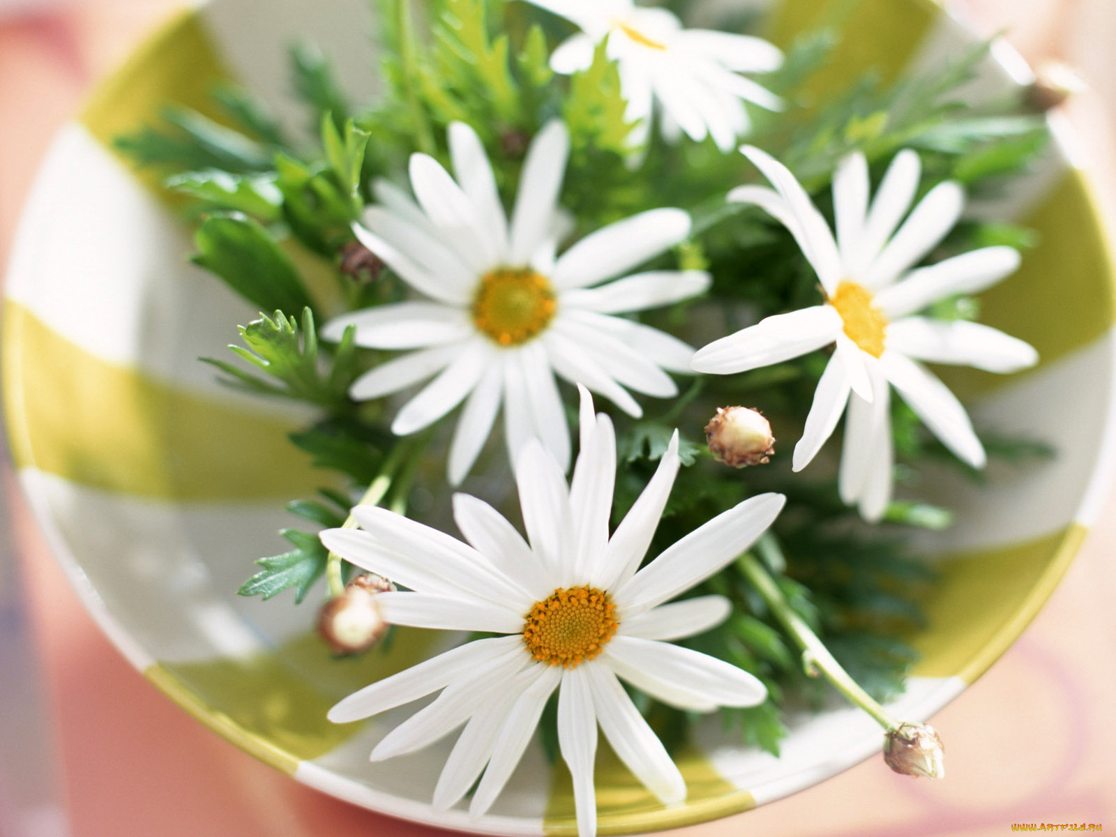 цветы, ромашки