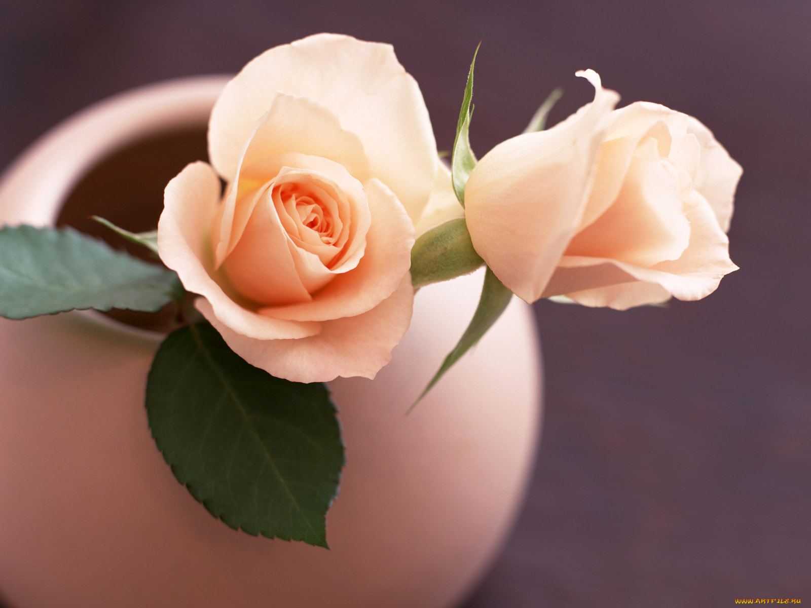 цветы, розы