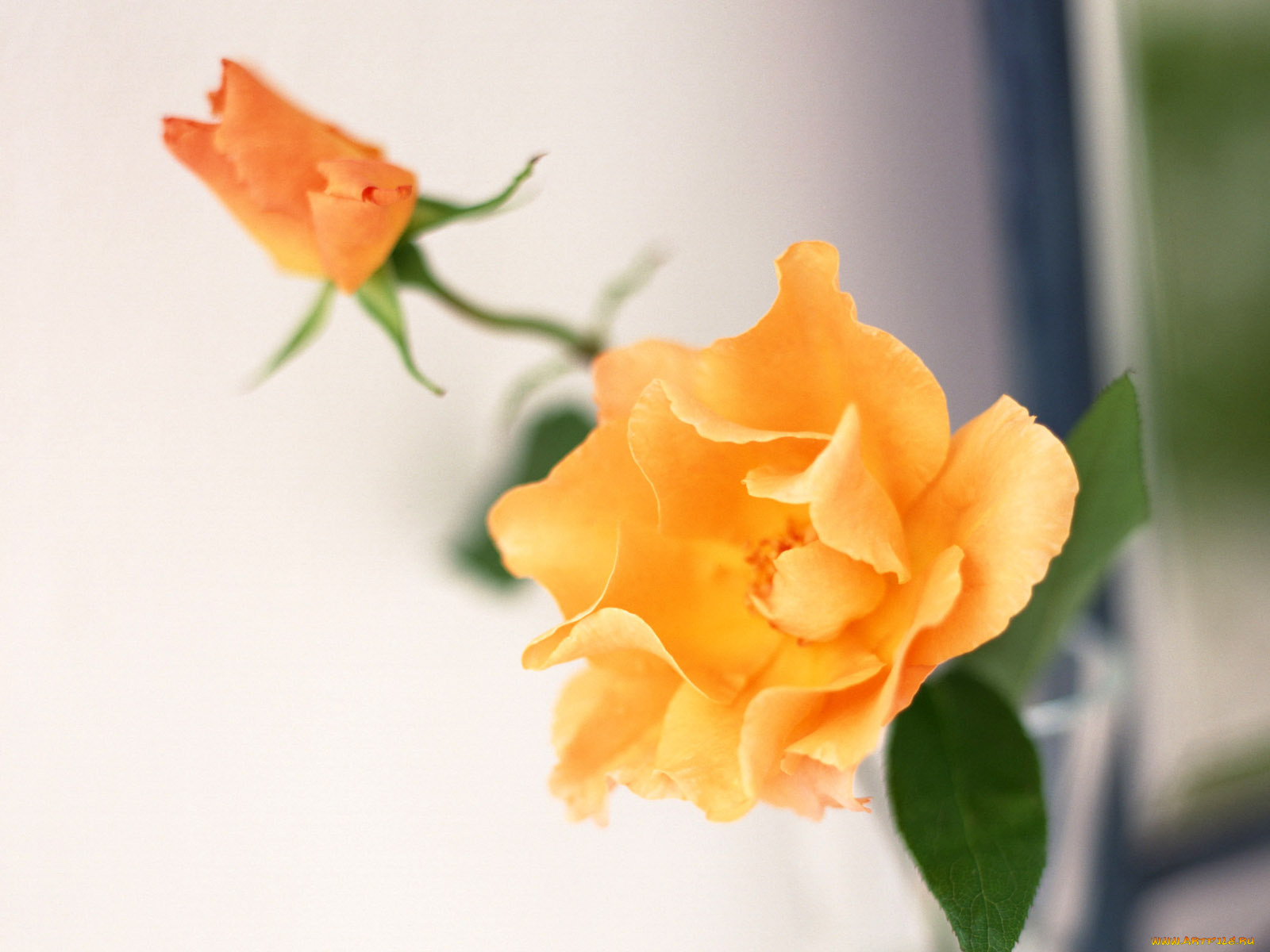 цветы, розы