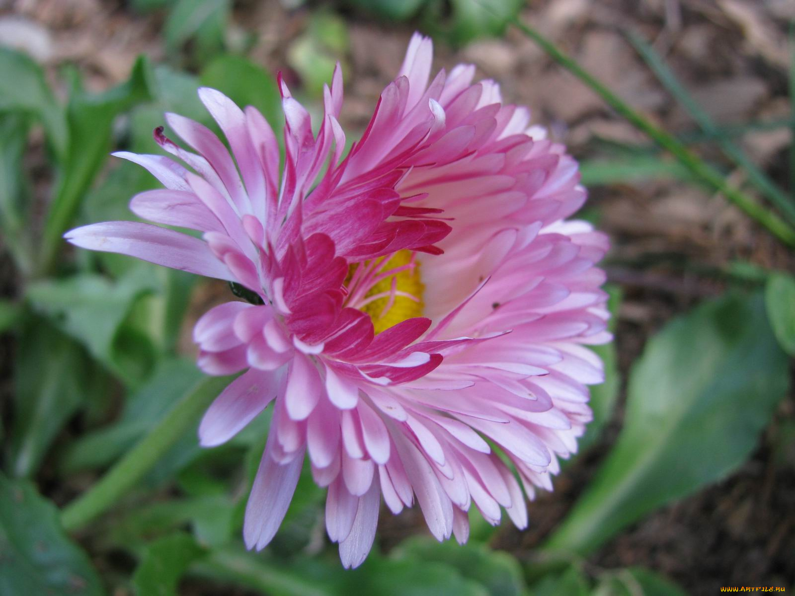 цветы, астры