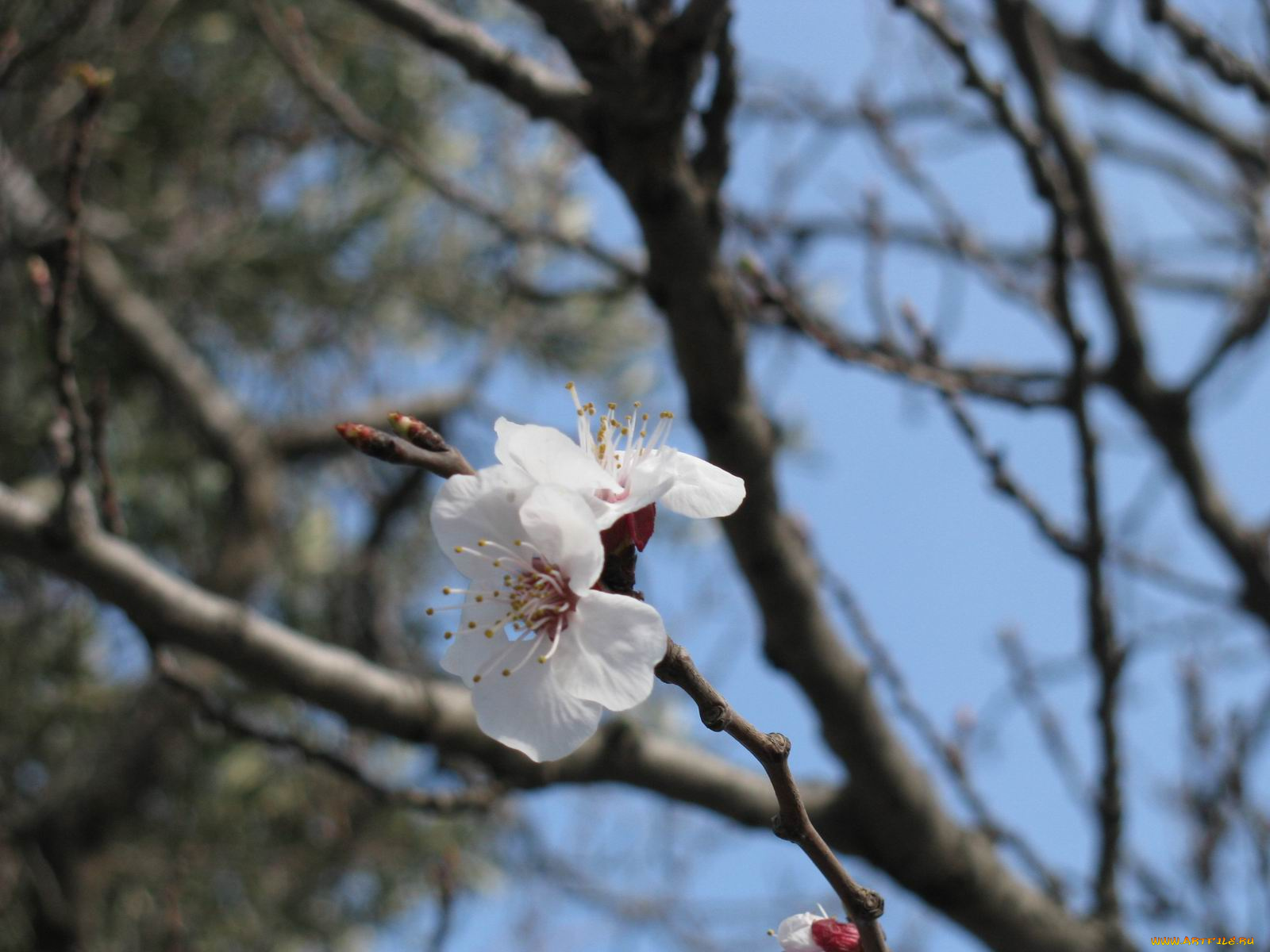 цветы, цветущие, деревья, кустарники
