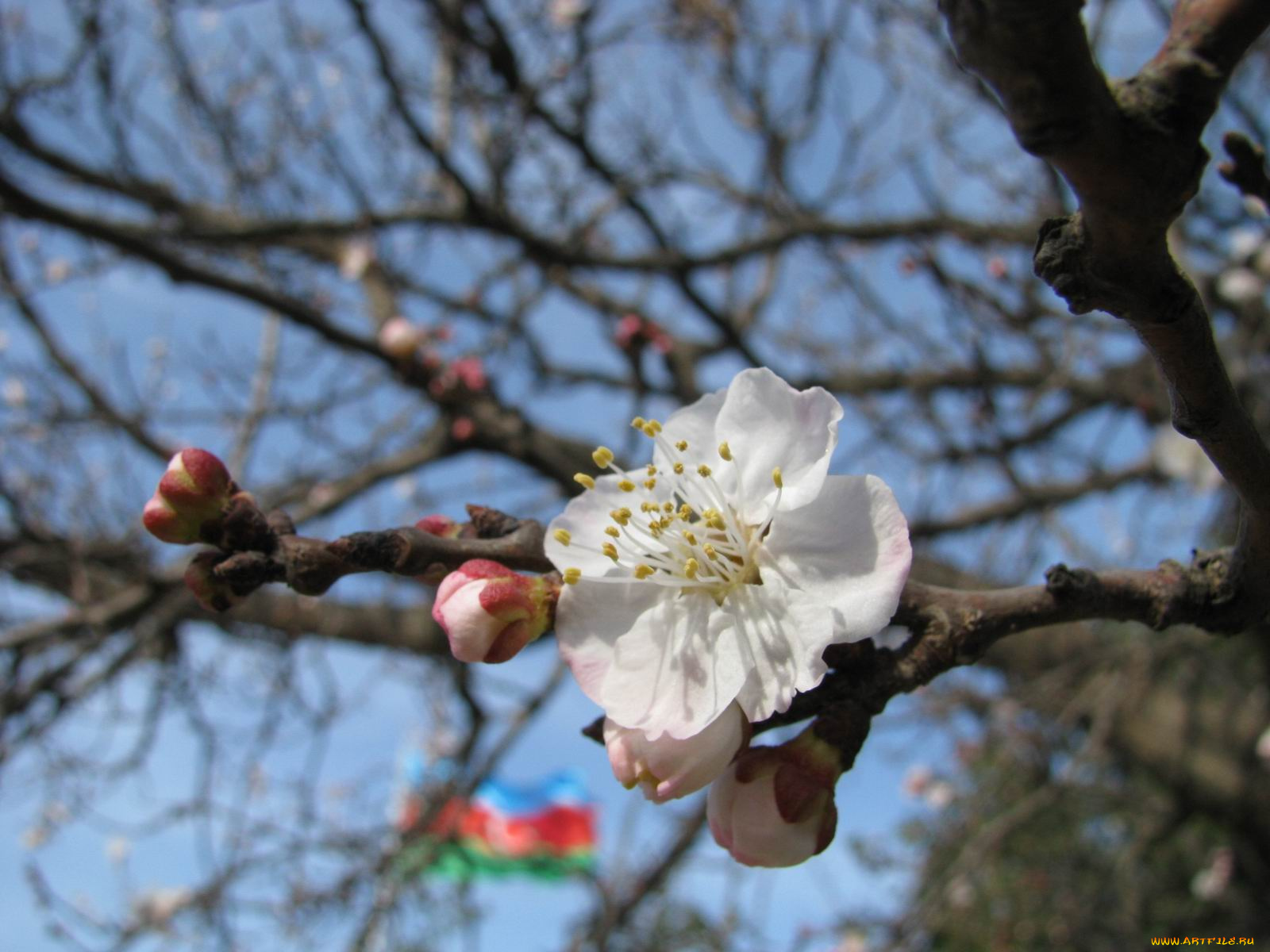цветы, цветущие, деревья, кустарники