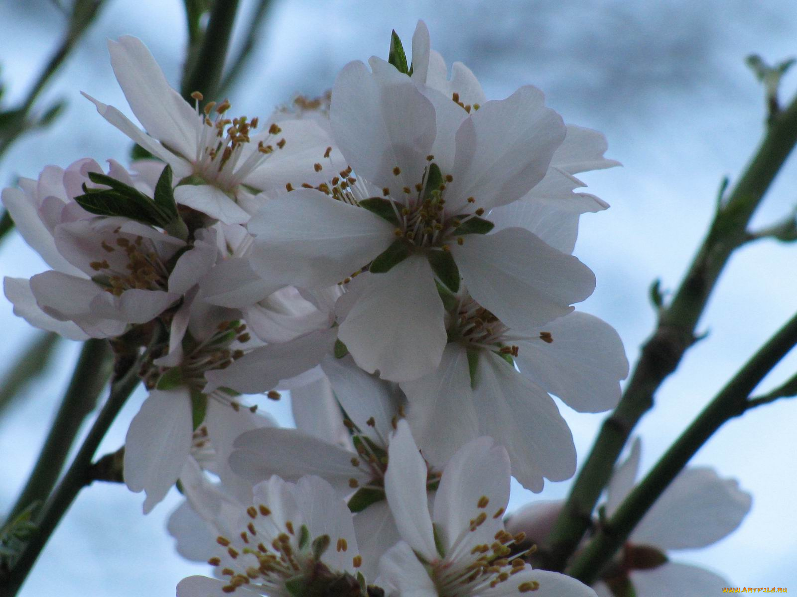 цветы, цветущие, деревья, кустарники