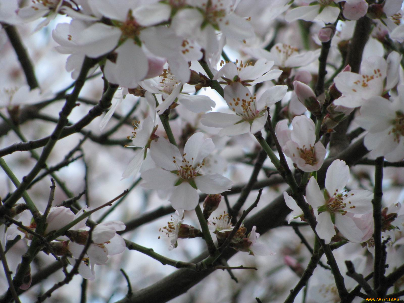 цветы, цветущие, деревья, кустарники