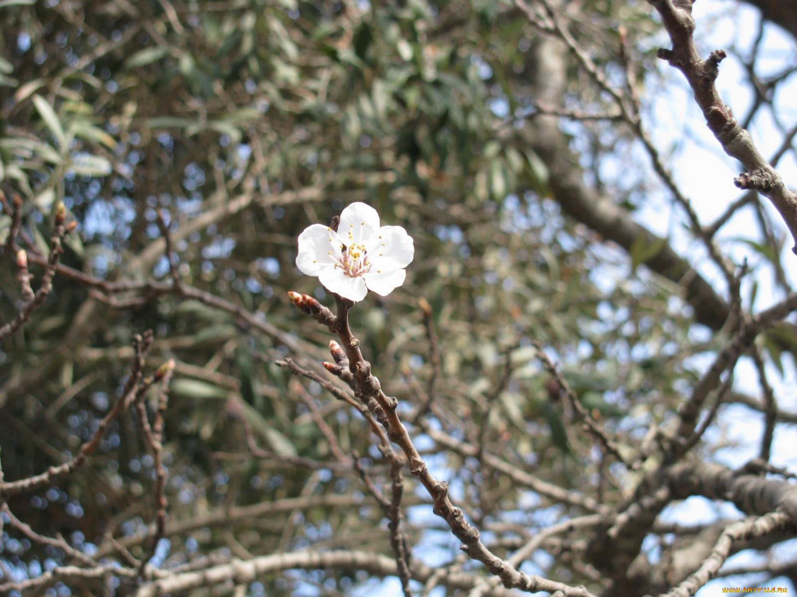 цветы, цветущие, деревья, кустарники