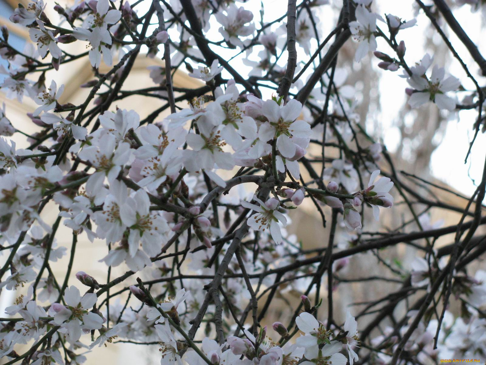 цветы, цветущие, деревья, кустарники