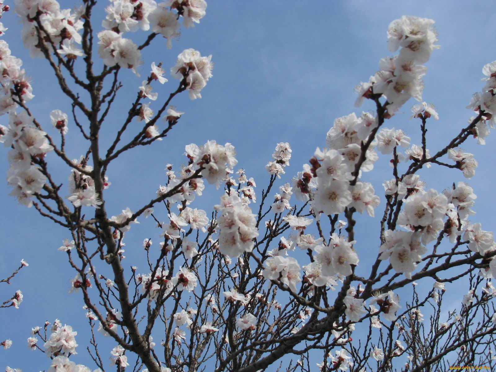 цветы, цветущие, деревья, кустарники