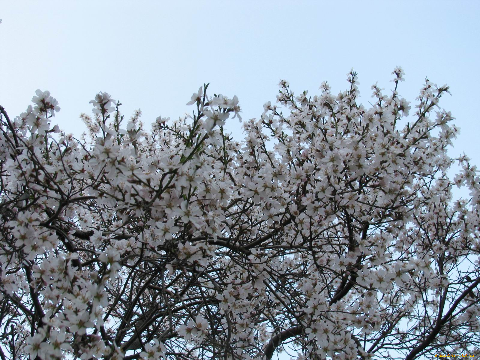 цветы, цветущие, деревья, кустарники