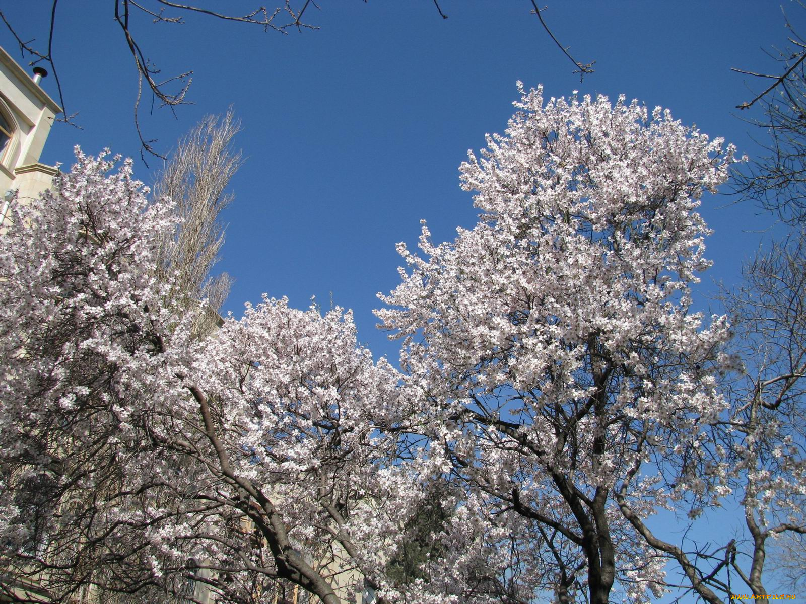 цветы, цветущие, деревья, кустарники