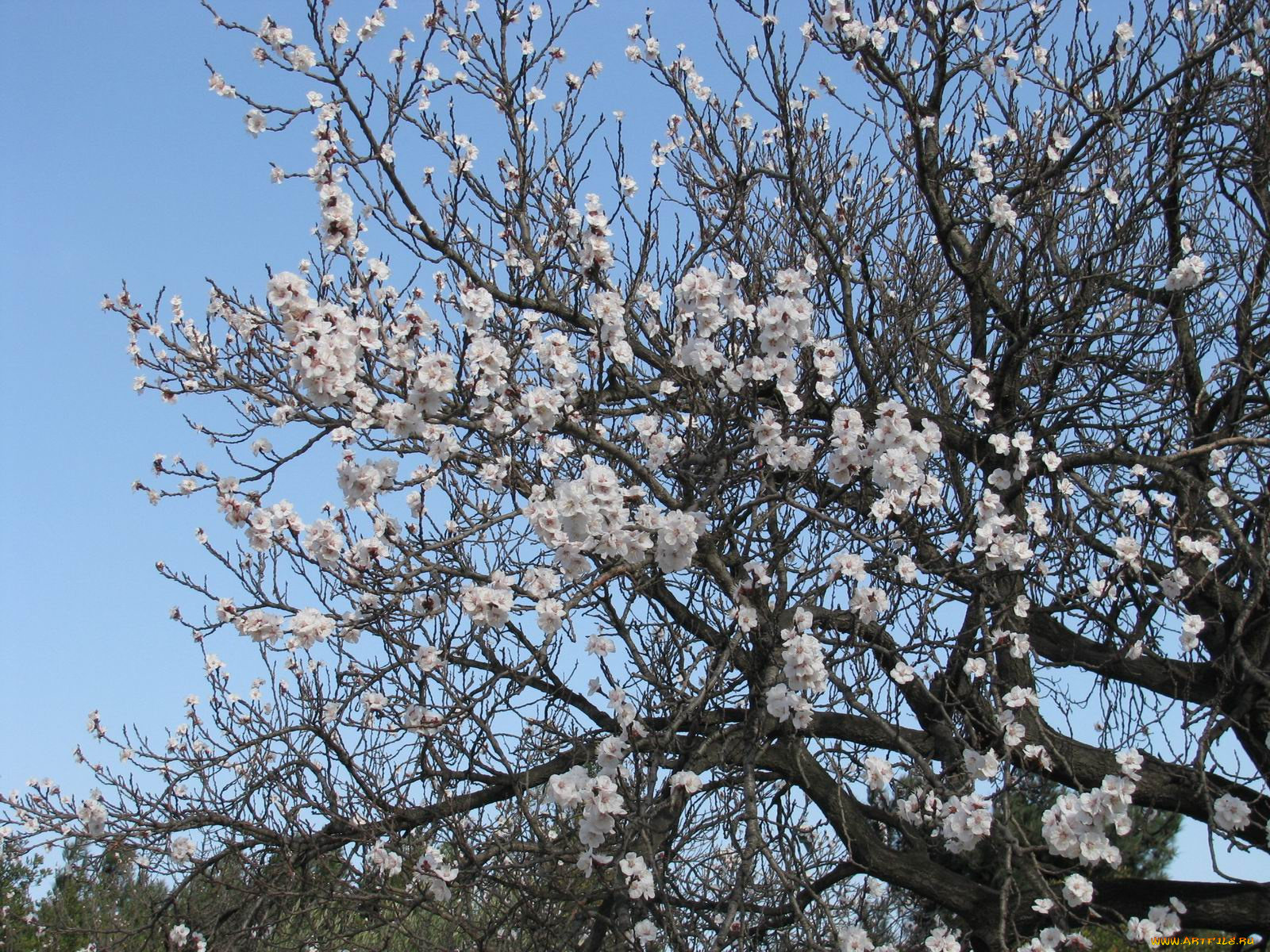 цветы, цветущие, деревья, кустарники