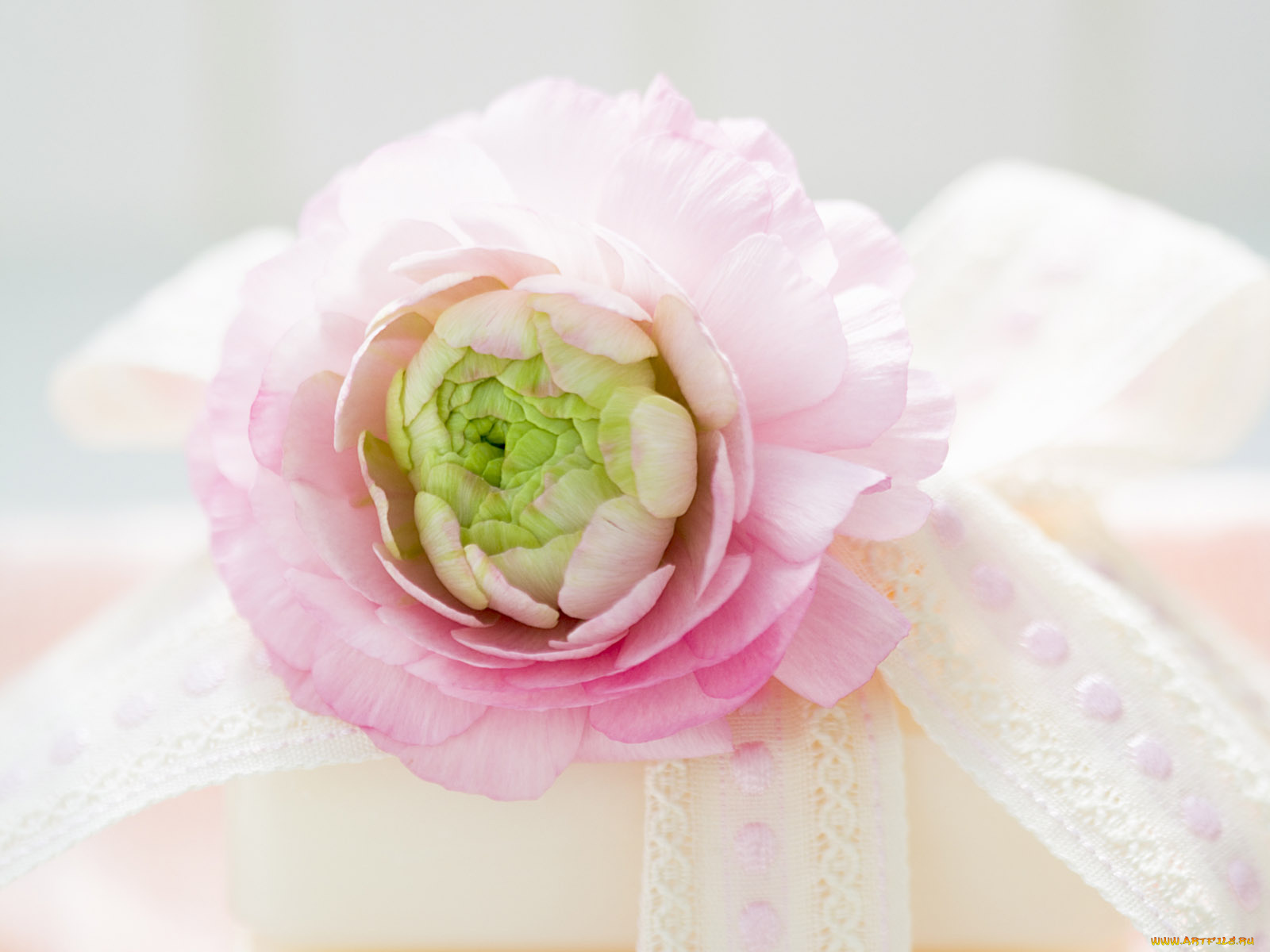 цветы, ранункулюс, азиатский, лютик