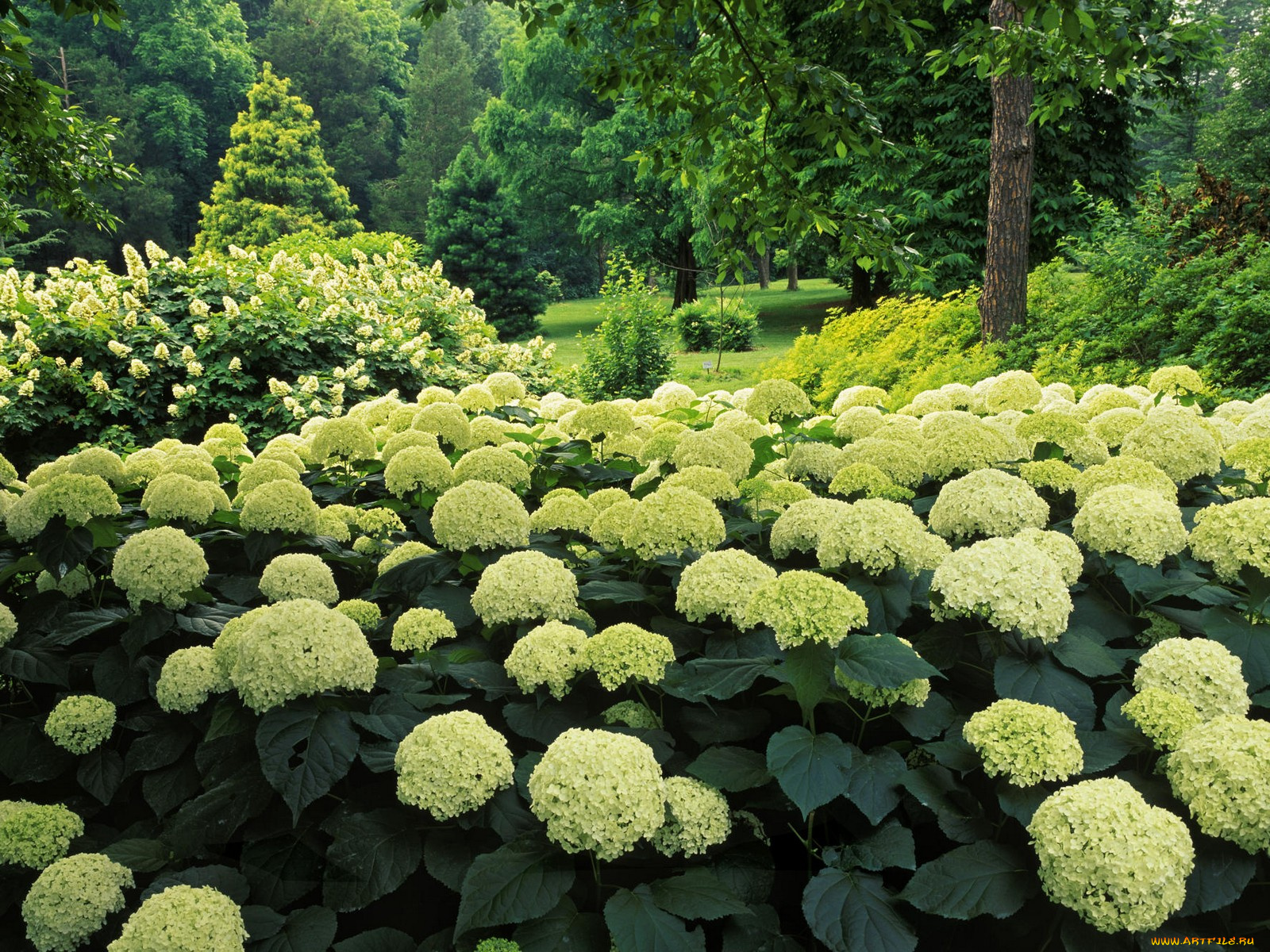 hydrangea, garden, clermont, kentucky, цветы, гортензия
