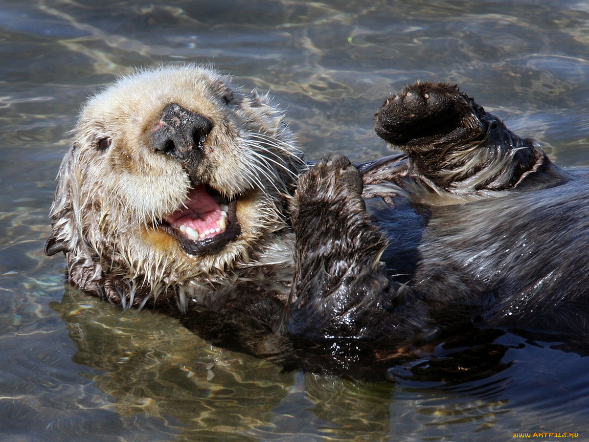калан, животные, выдры, каланы, ондатры