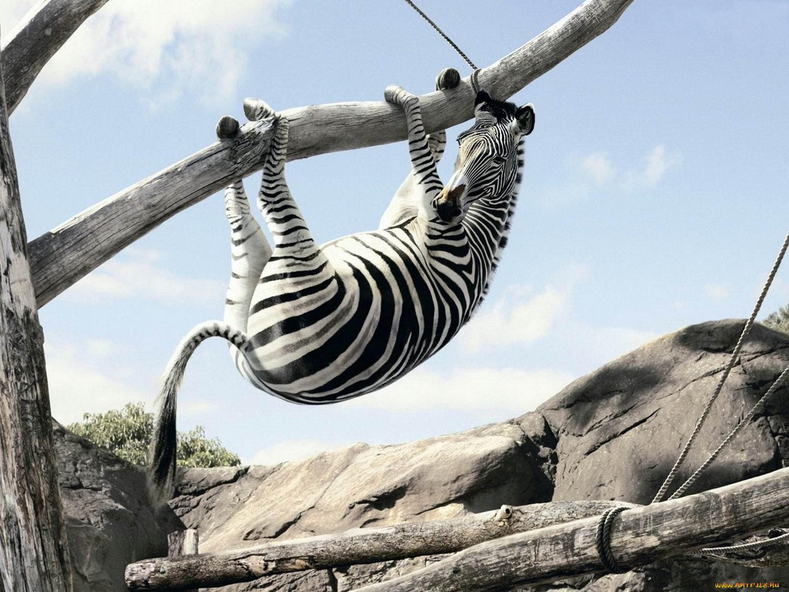 юмор, приколы