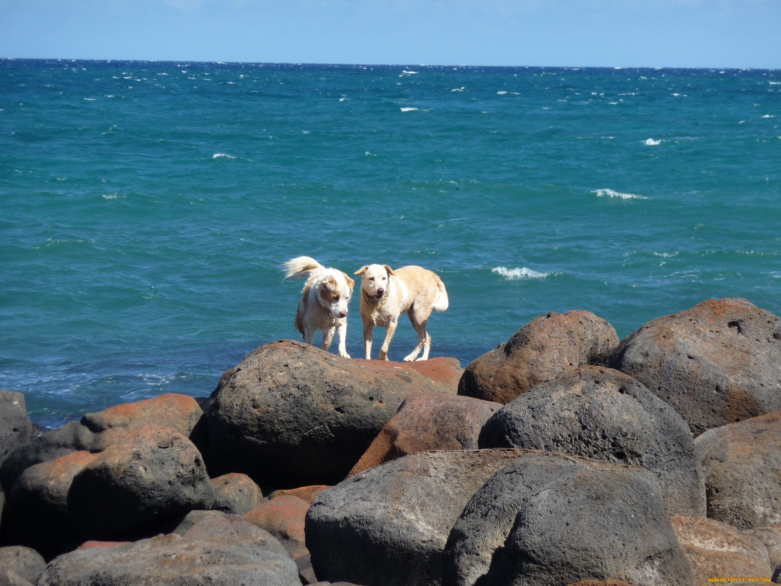 животные, собаки, dog