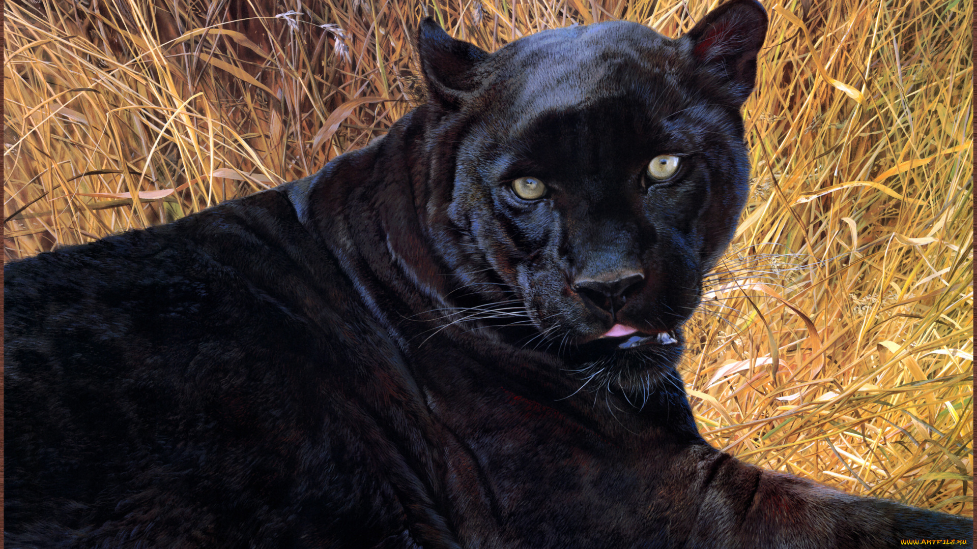 carl, brenders, black, sphinx, рисованные, пантера