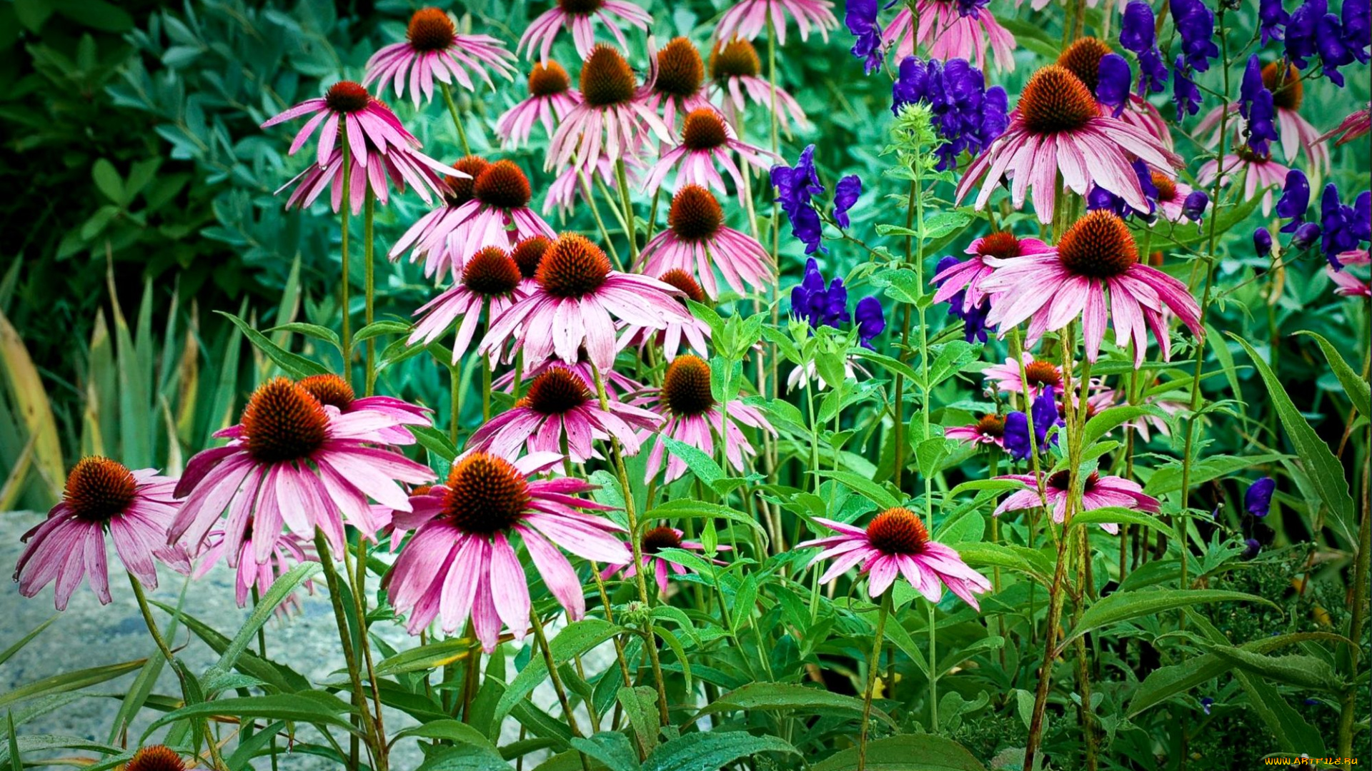 цветы, эхинацея, лепестки, розовый