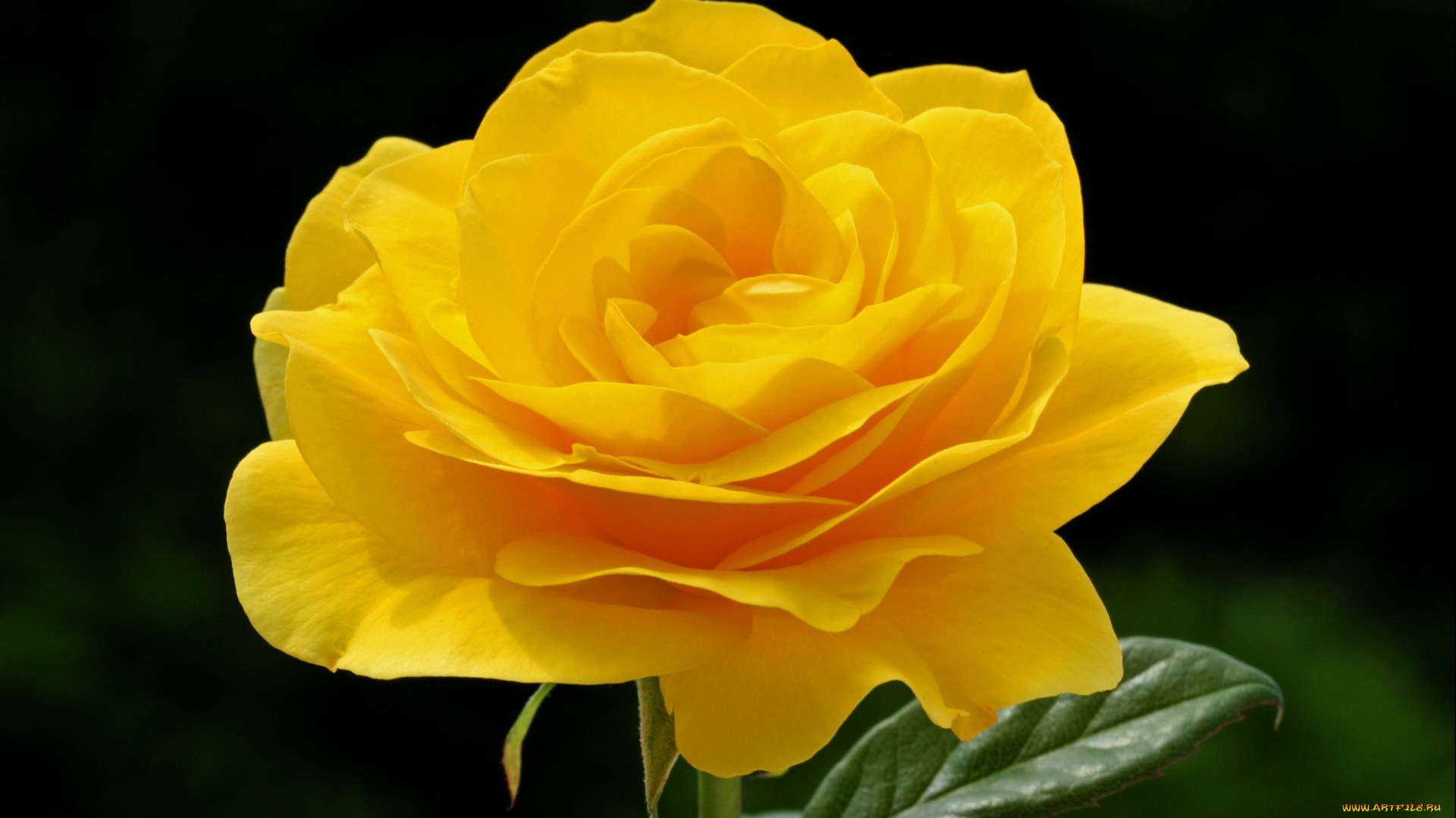 цветы, розы, желтый, лепестки