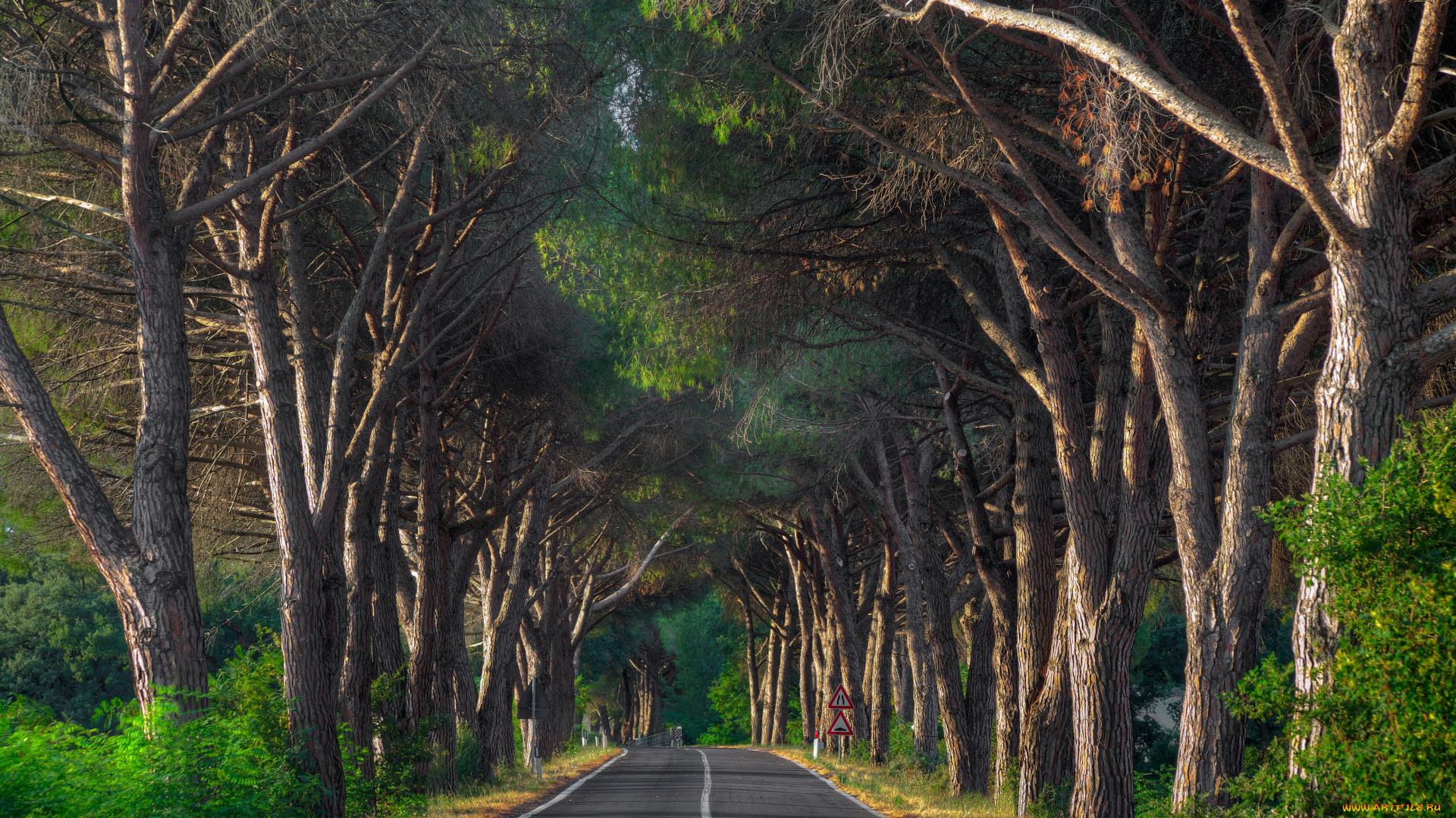 природа, дороги, дорожные, знаки, разделительная, полоса, трасса, деревья