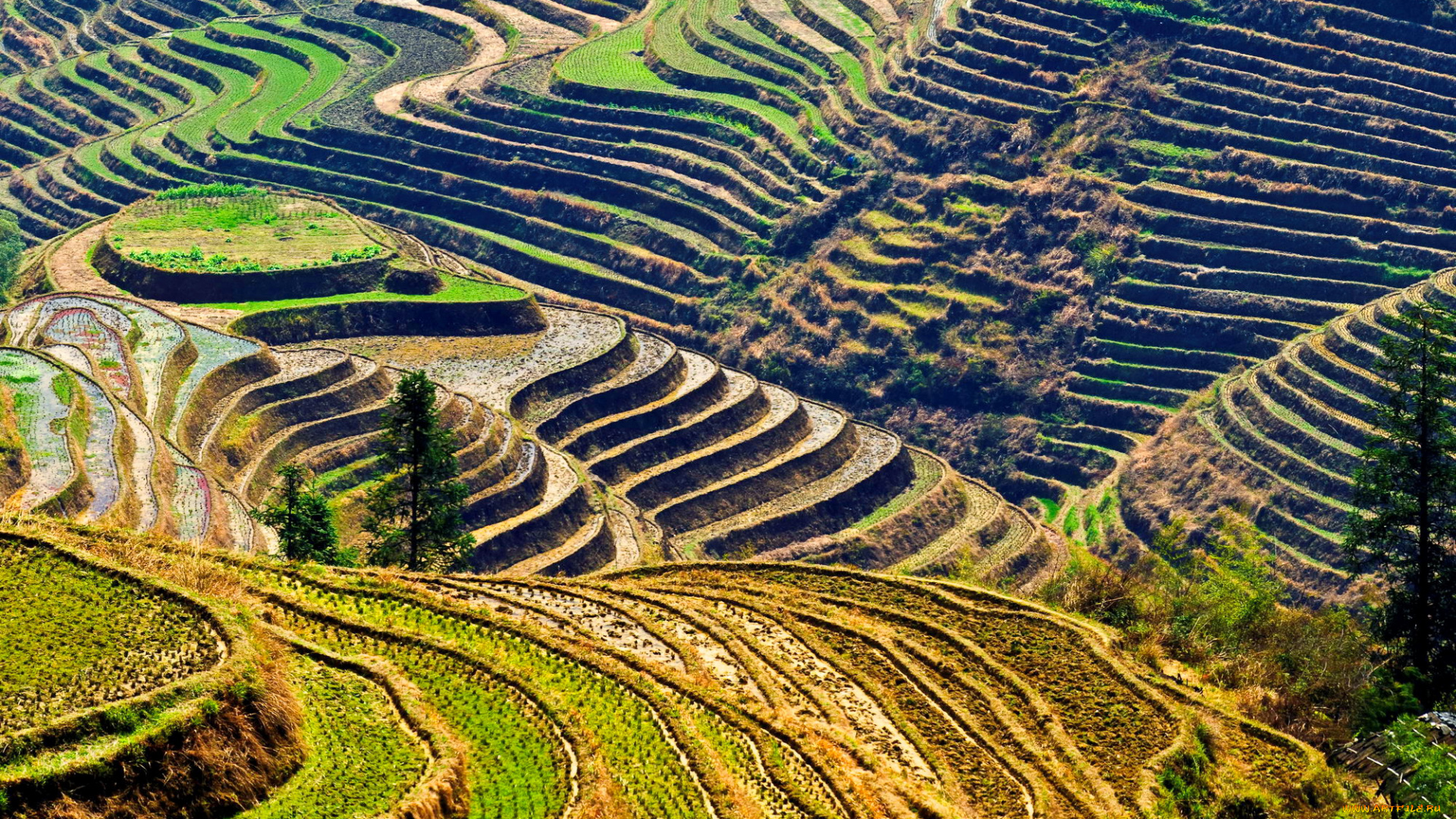 природа, поля, пейзаж