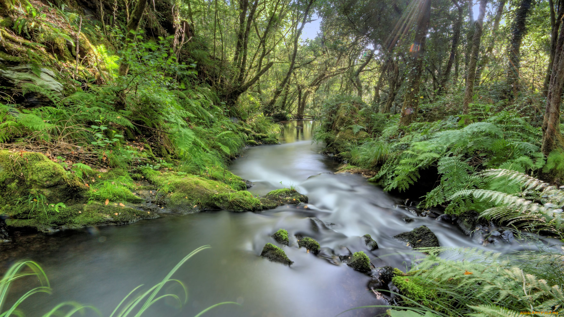 природа, реки, озера, течение, вода, лес