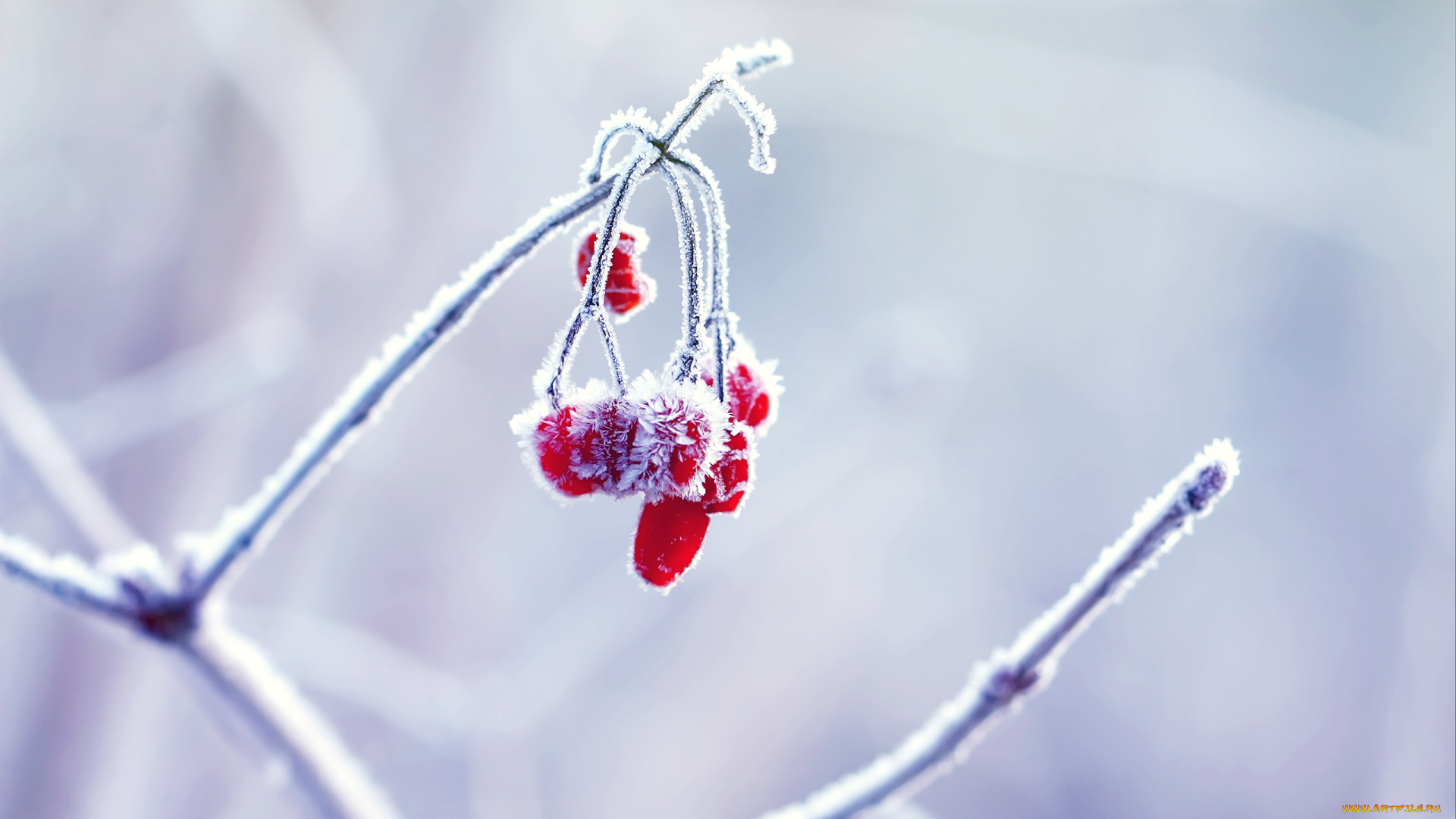 природа, Ягоды, зима, макро