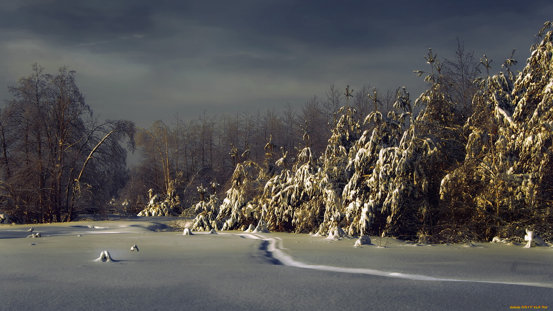 природа, зима, лес, ели, снег, ночь