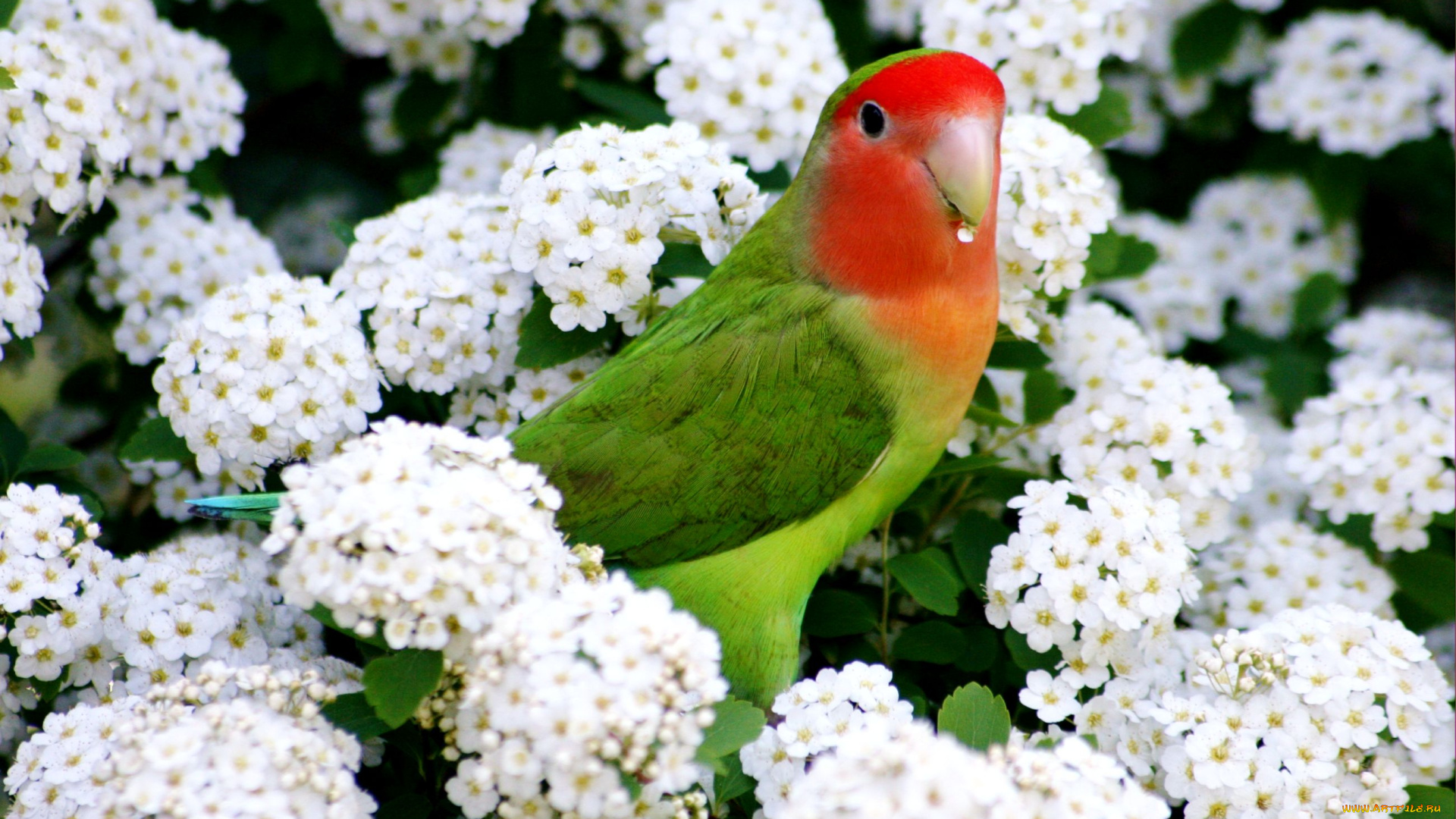 животные, попугаи, цветение, попугай, куст