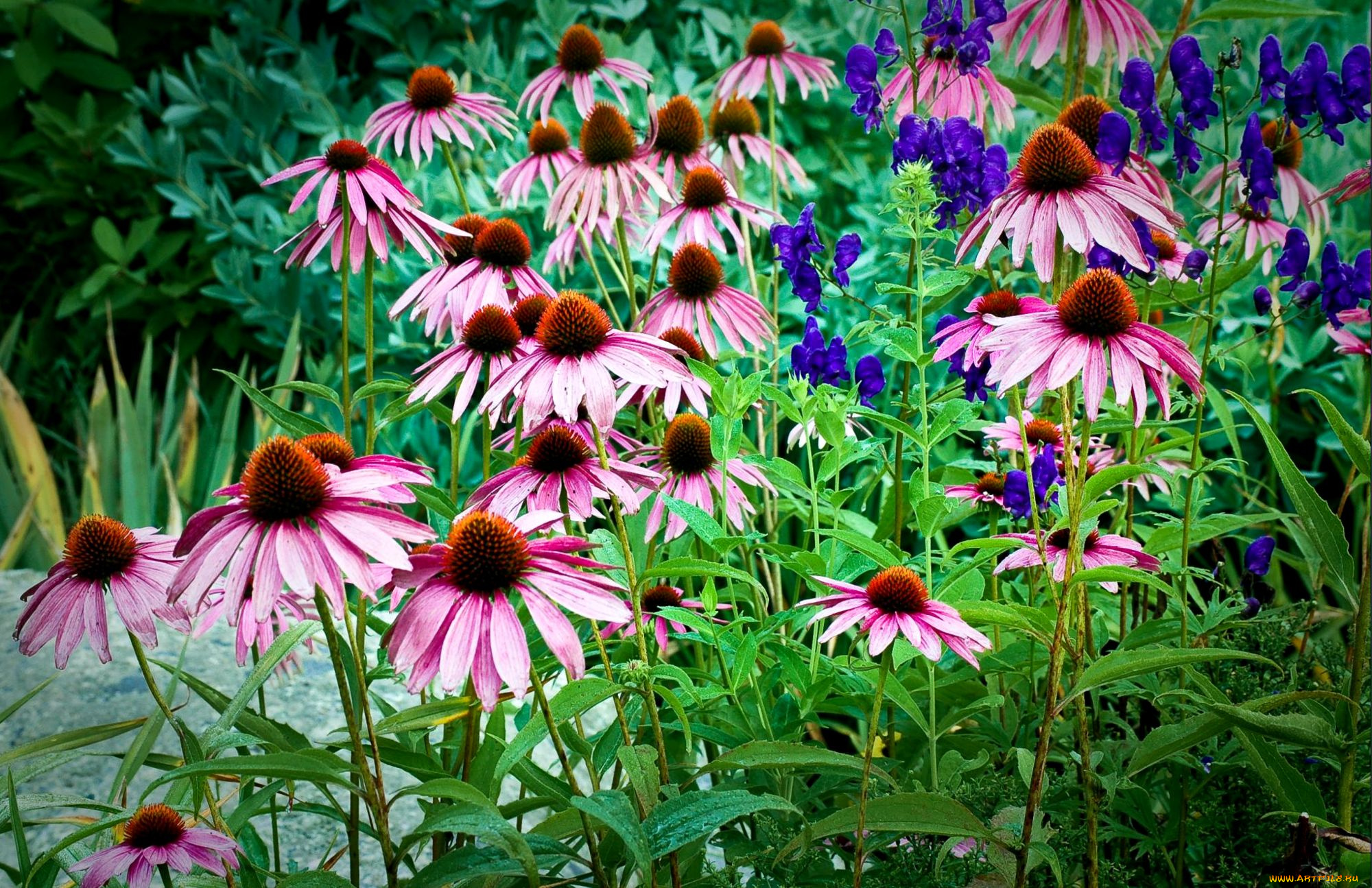 цветы, эхинацея, лепестки, розовый