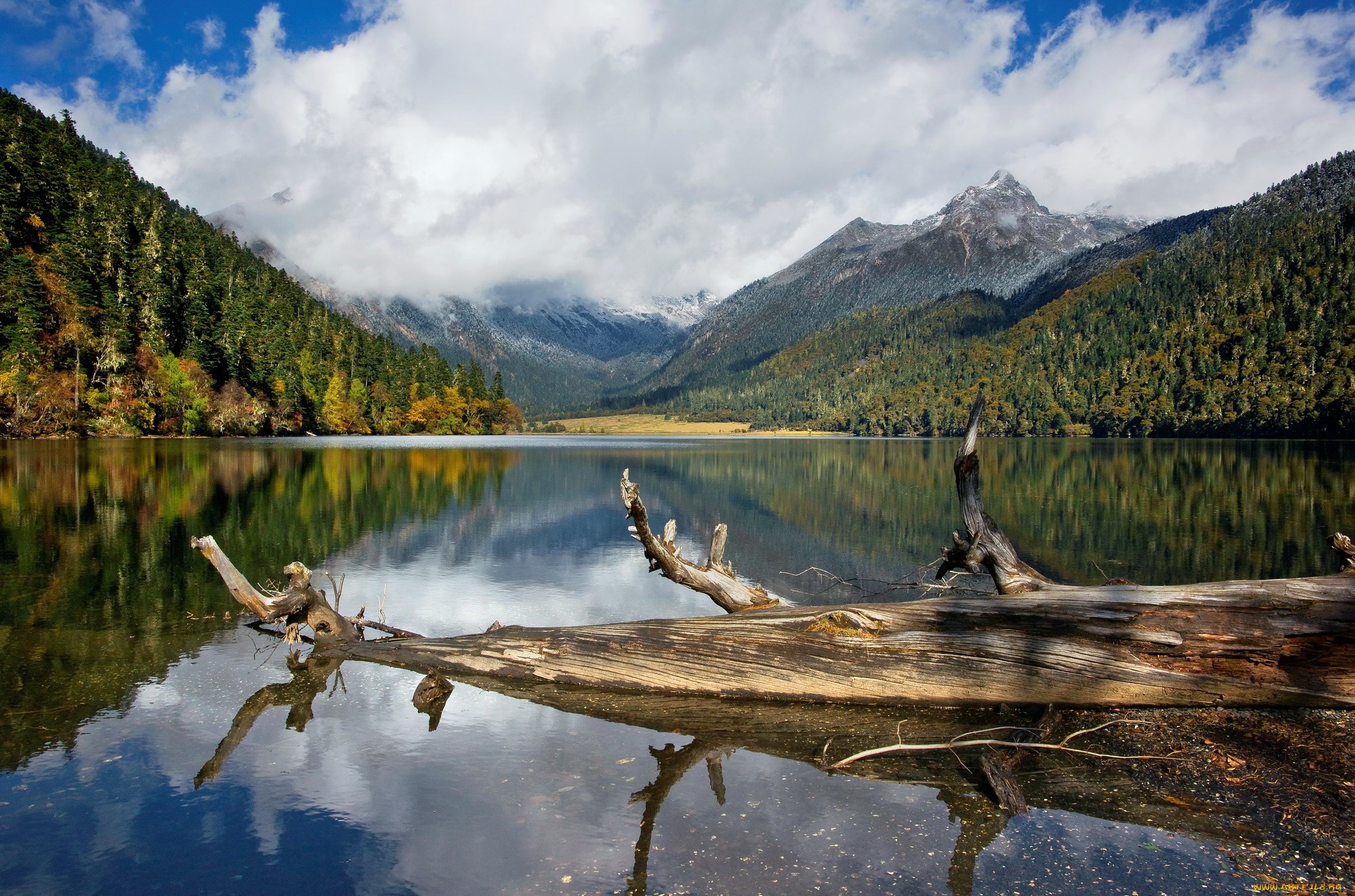 природа, реки, озера, коряга