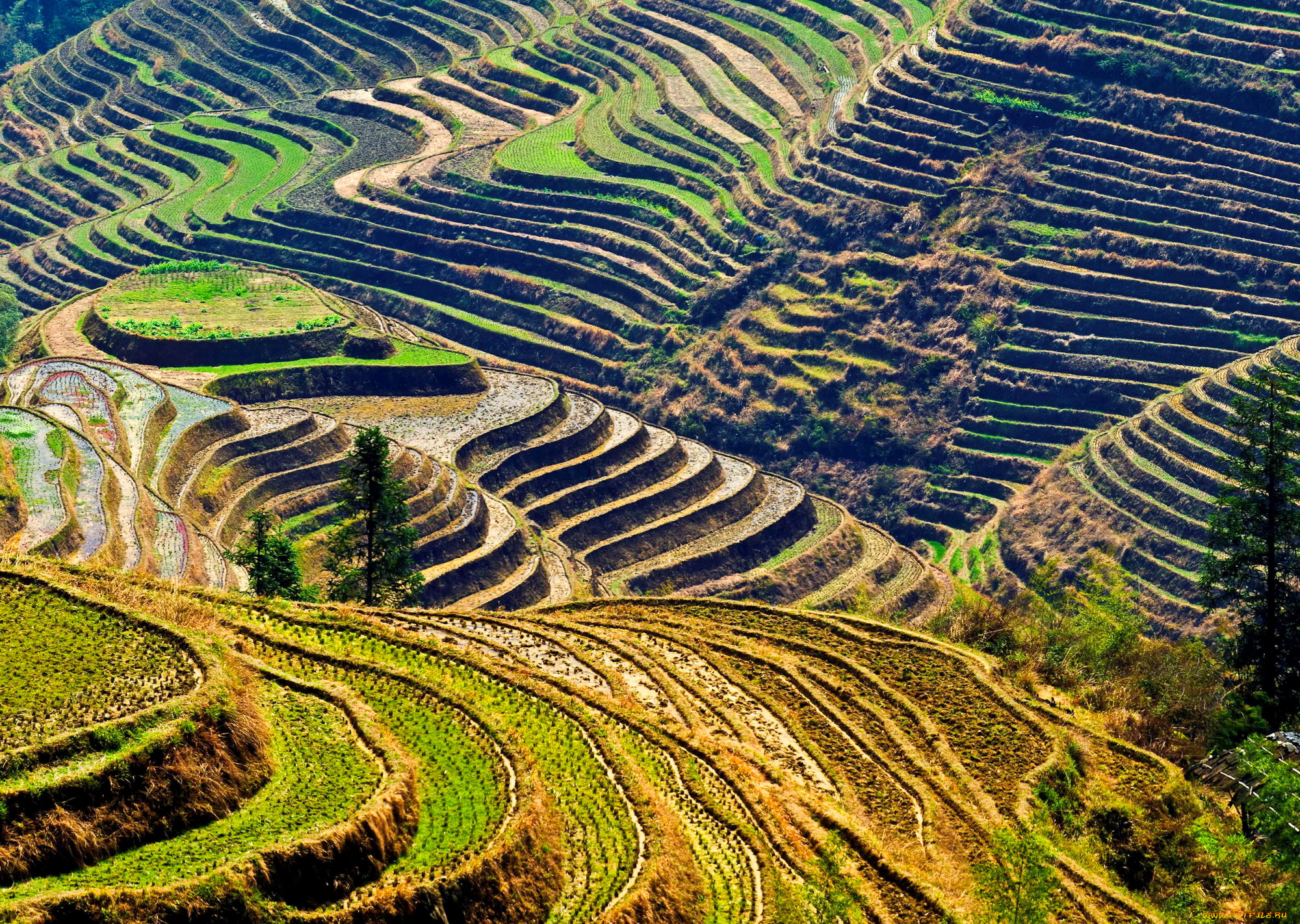 природа, поля, пейзаж