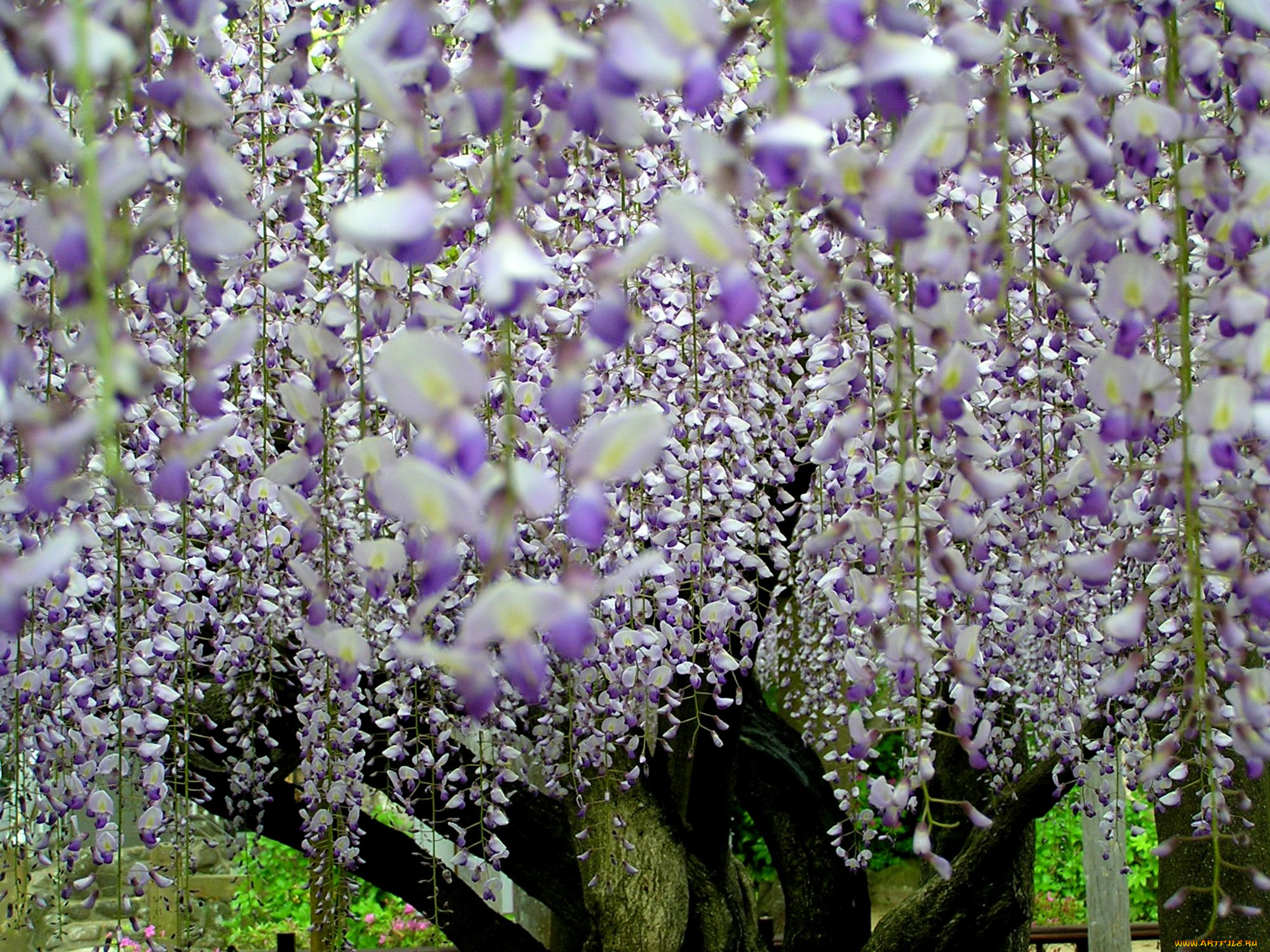 цветы, глициния, сиреневый, гроздья