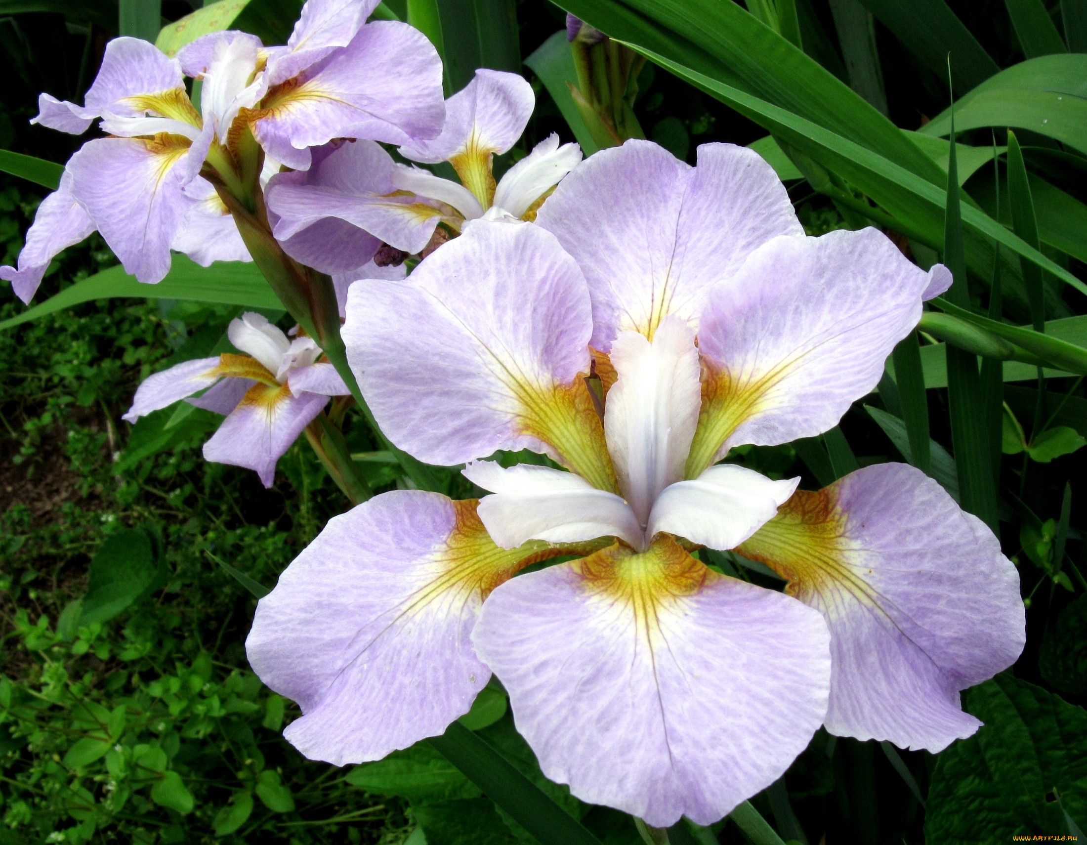 цветы, ирисы, лепестки, сиреневый