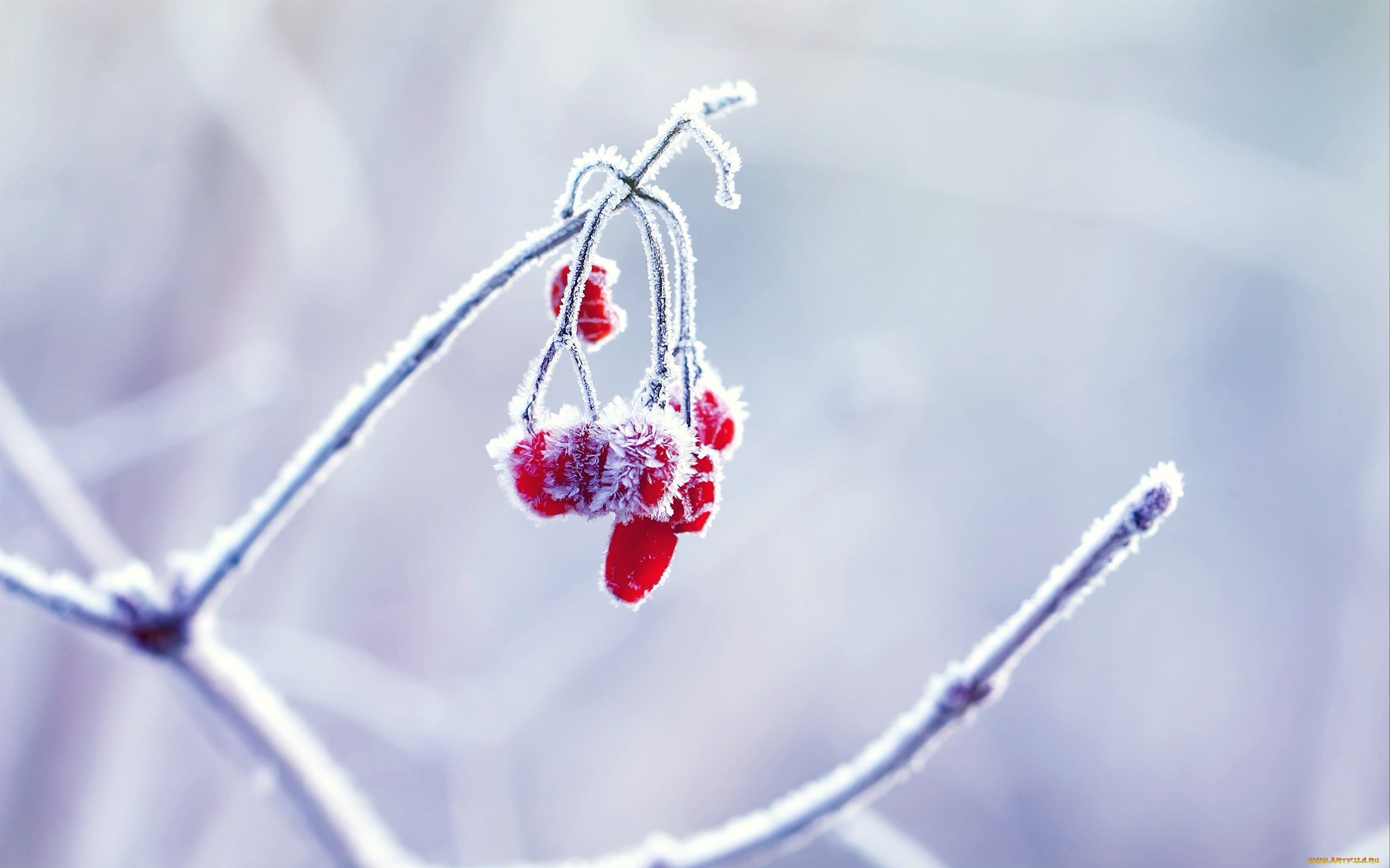 природа, Ягоды, зима, макро