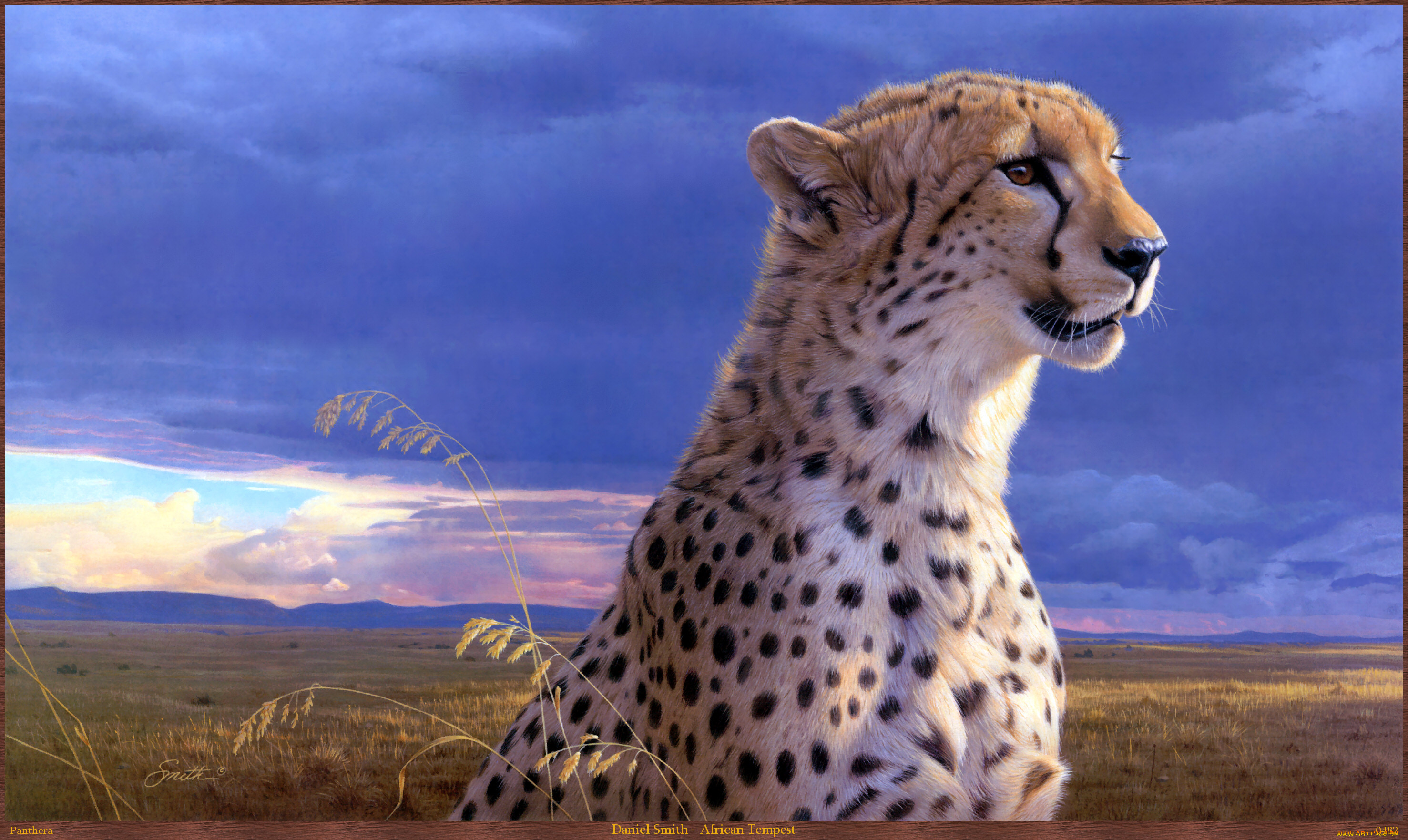 daniel, smith, african, tempest, рисованные, арт, гепард