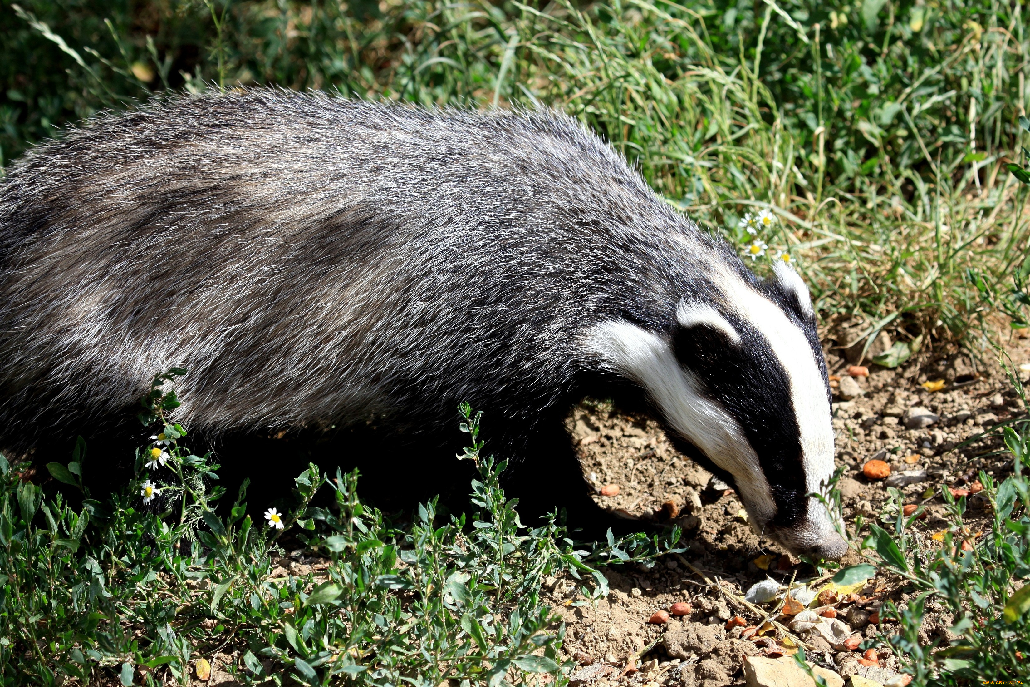 животные, барсуки, барсук