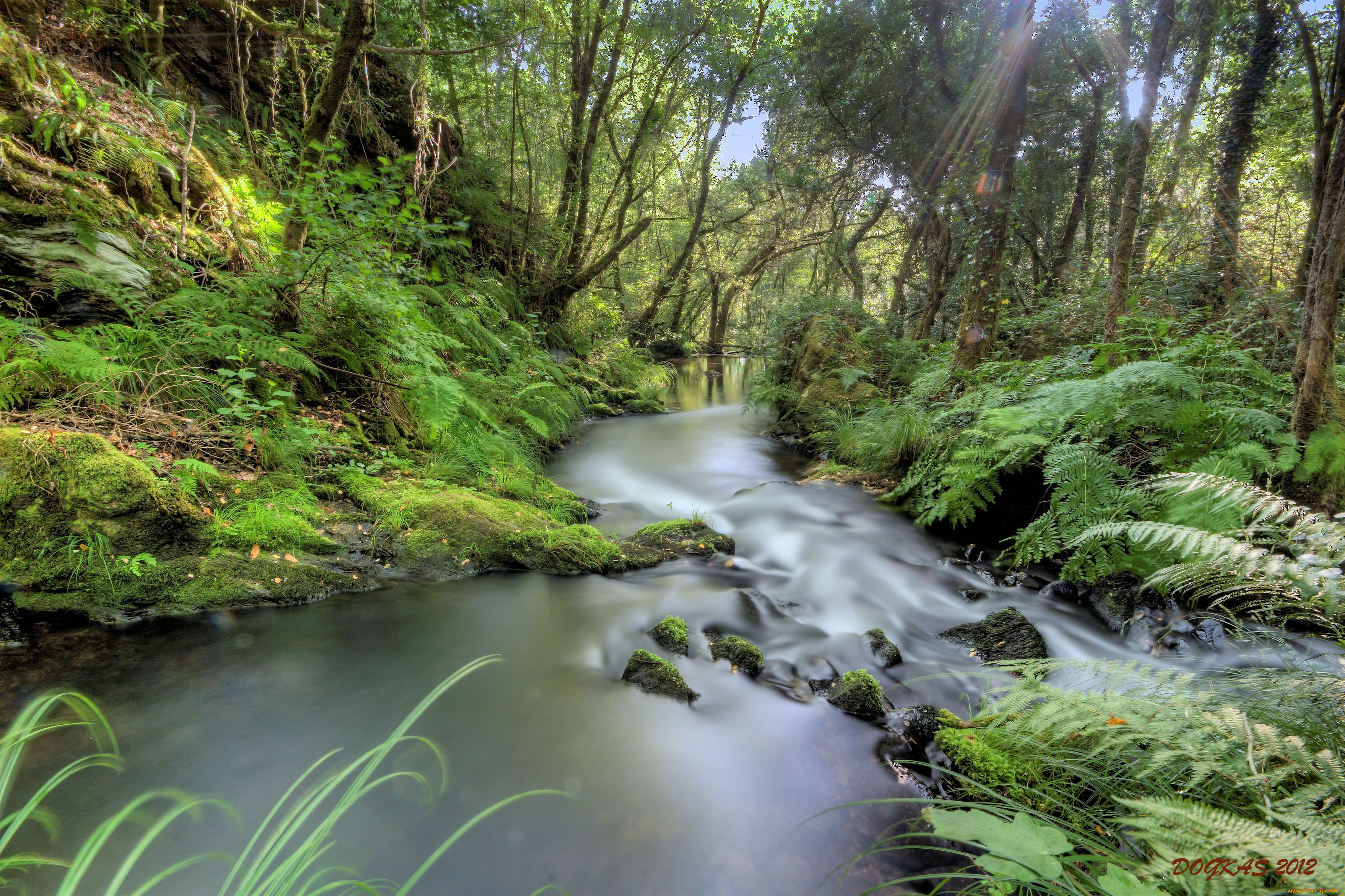 природа, реки, озера, течение, вода, лес