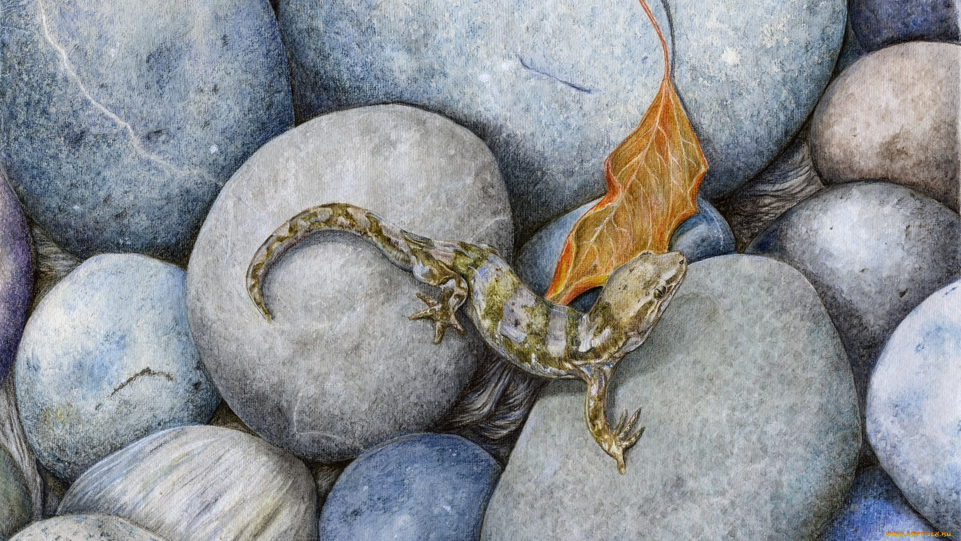 рисованные, животные, , ящерицы, ящерица, листок, лист, камни