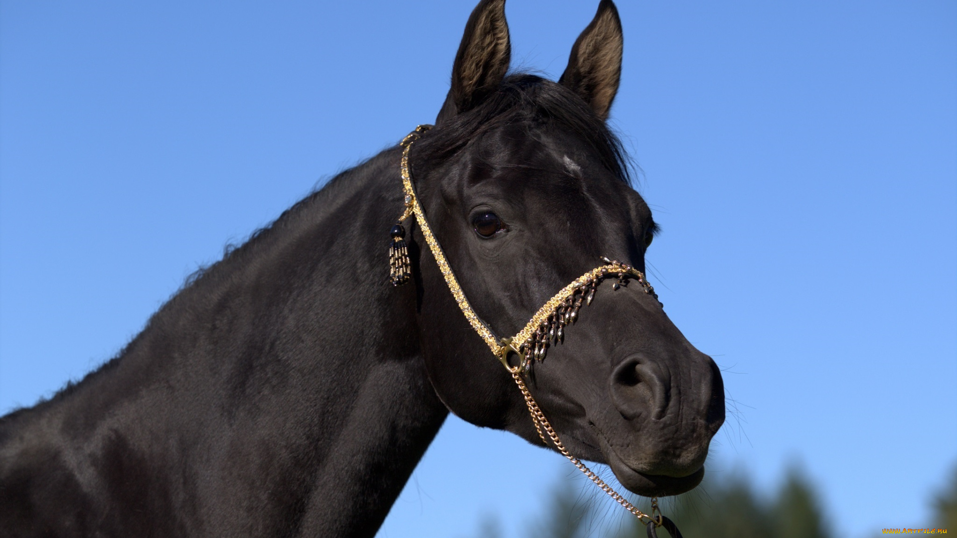 автор, , oliverseitz, животные, лошади, конь, вороной, морда, портрет