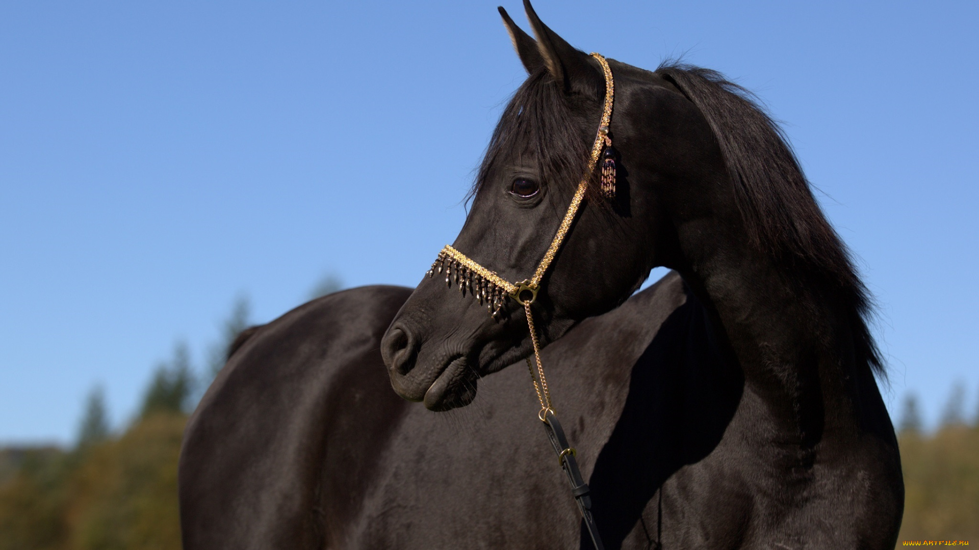 автор, , oliverseitz, животные, лошади, конь, вороной, морда, профиль, грива, грация, красавец
