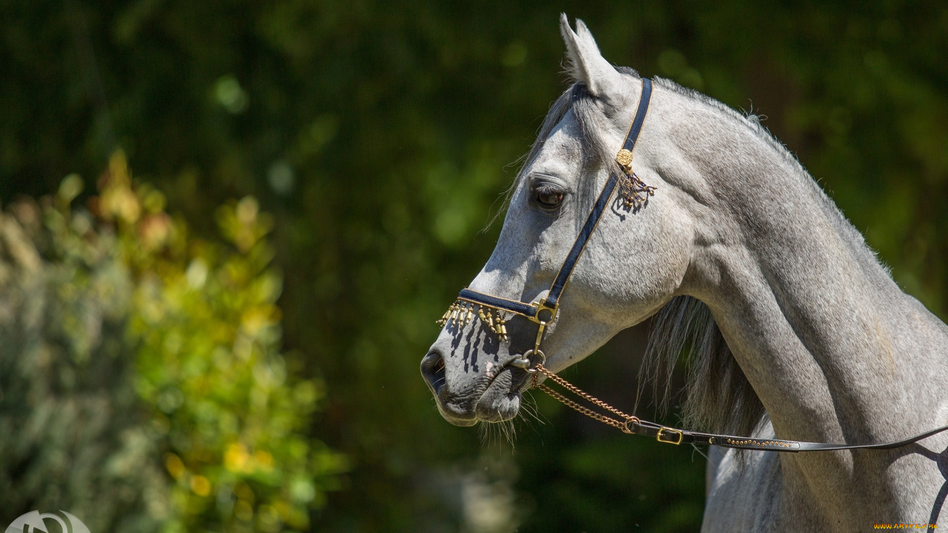 автор, , oliverseitz, животные, лошади, конь, морда, профиль, грива, серый, солнце, свет, лето