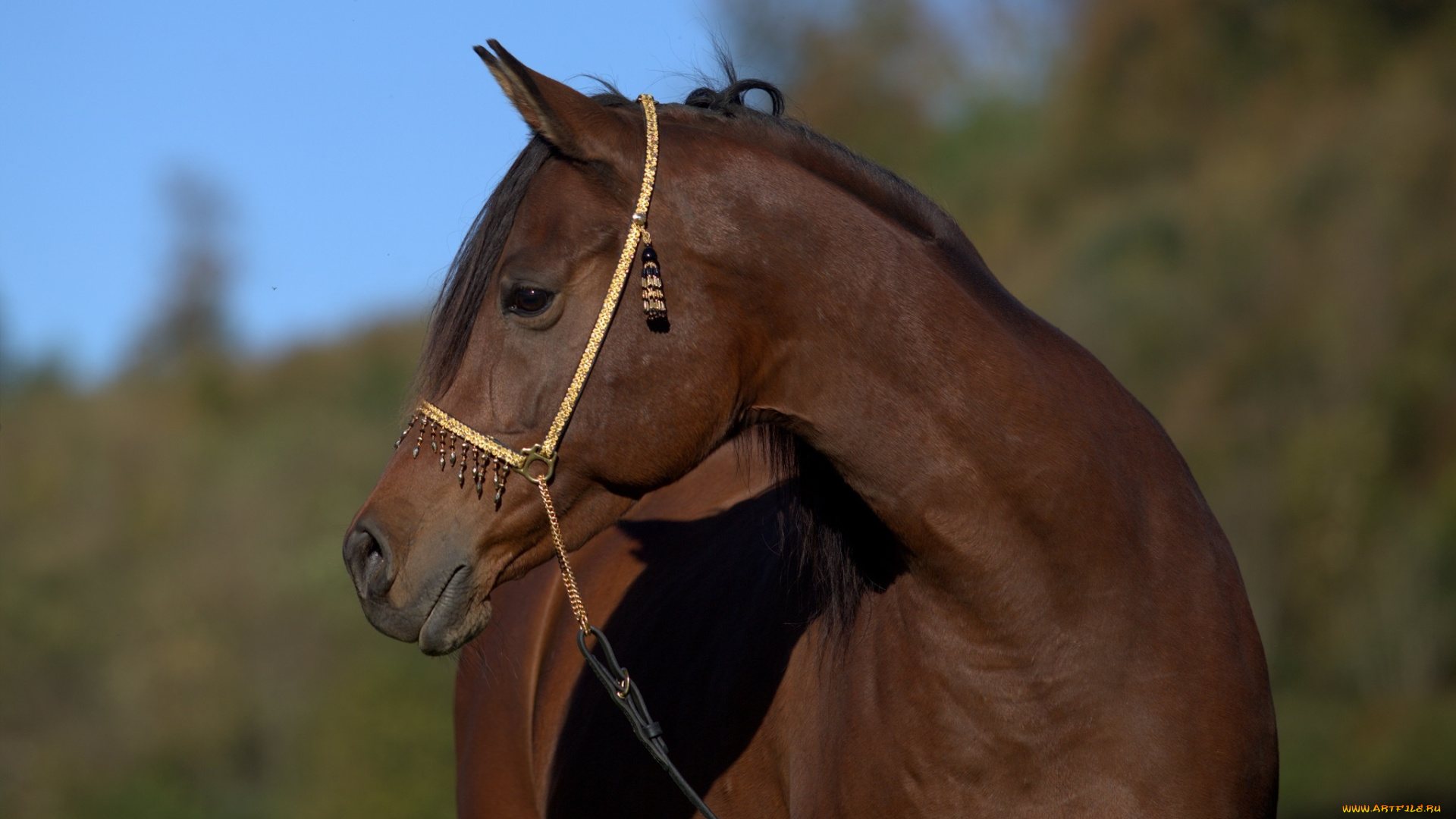 автор, , oliverseitz, животные, лошади, красавец, шея, морда, профиль, гнедой, конь