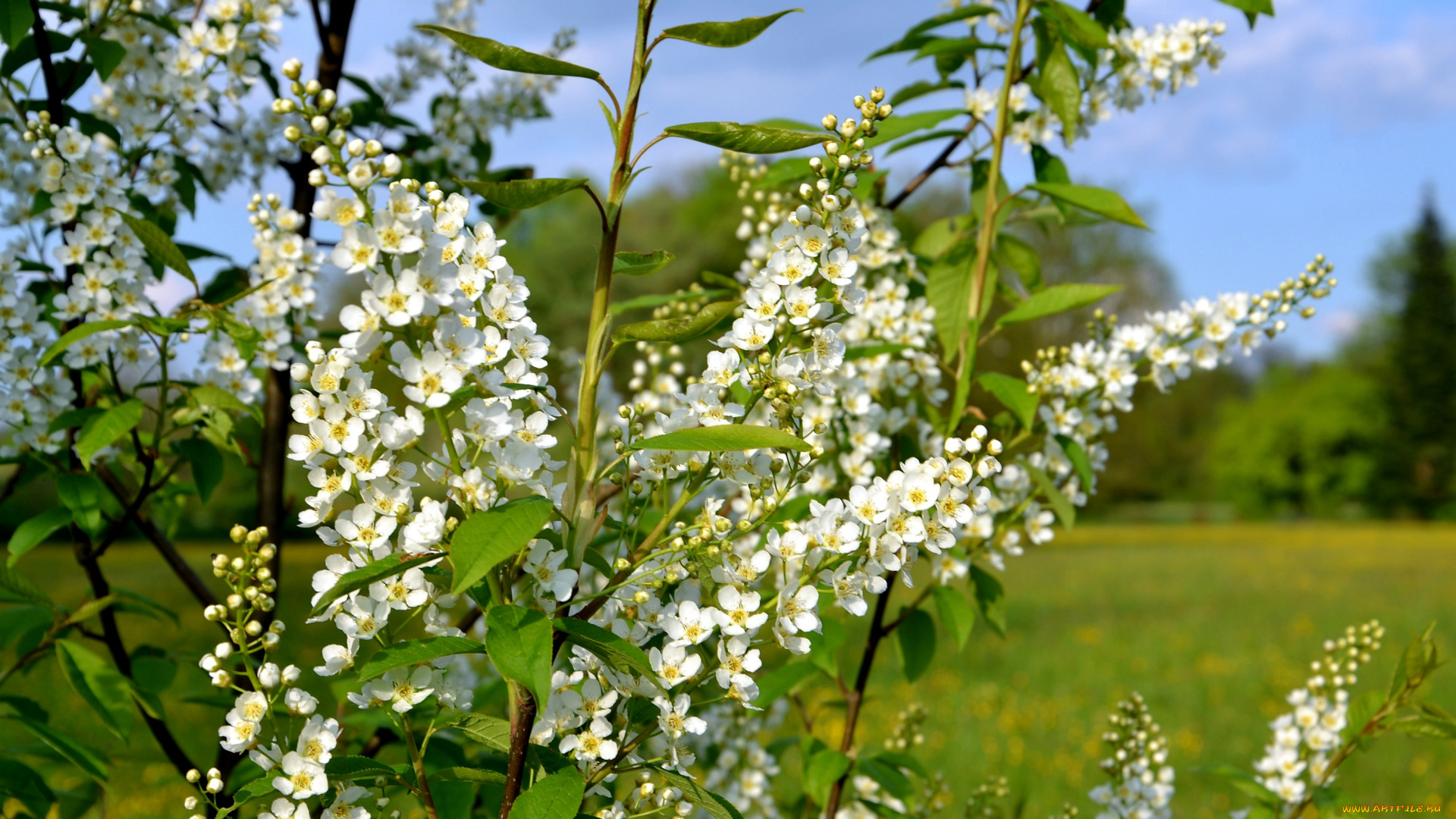 цветы, цветущие, деревья, , , кустарники, цветение, белые, весна, куст, мелкие