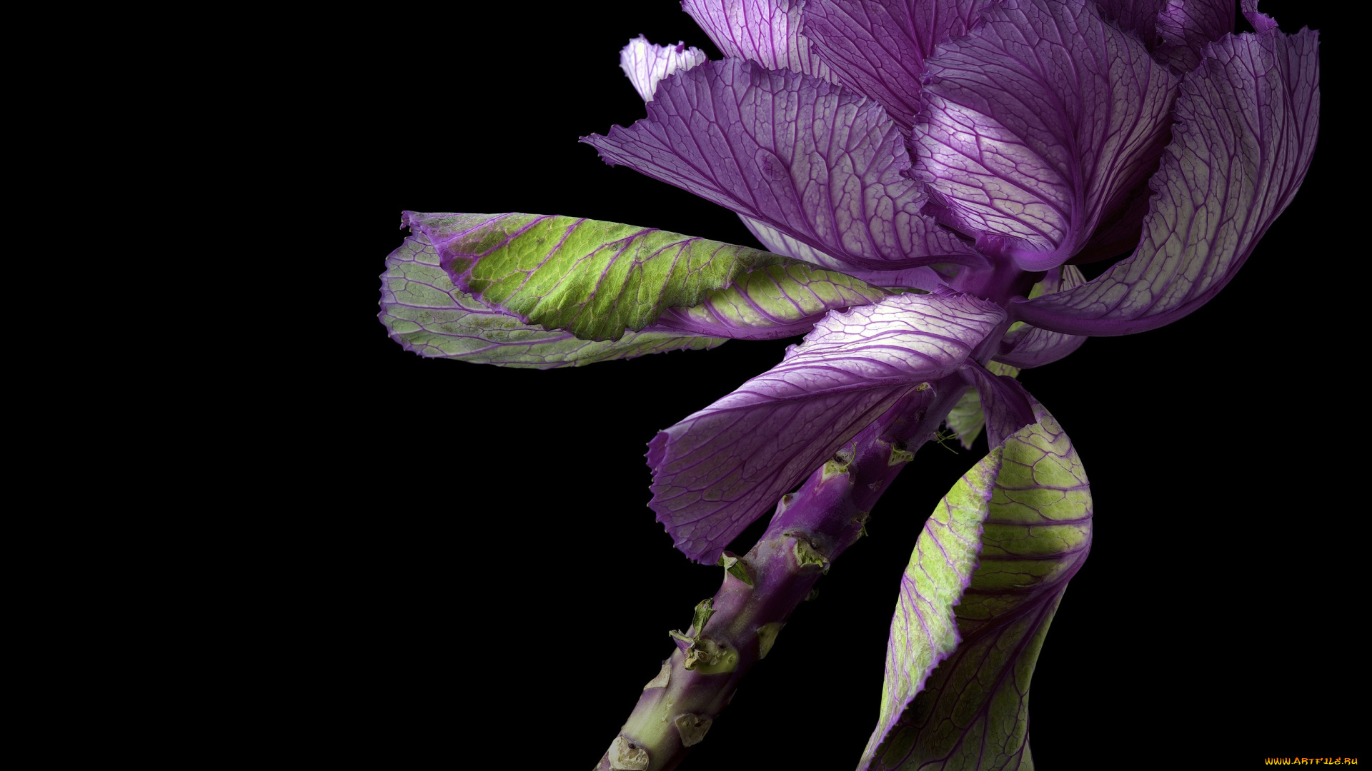цветы, декоративная, капуста, цветок, чёрный, фон, капуста, макро