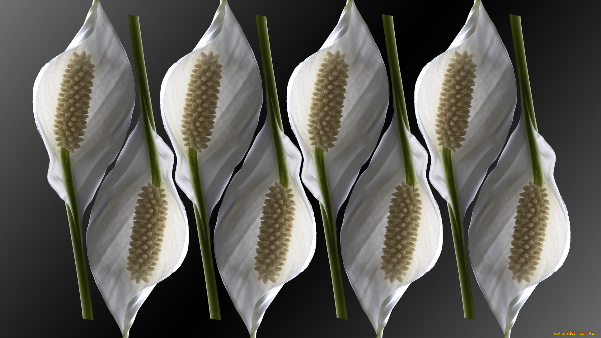 цветы, каллы, макро, цветок, чёрный, фон